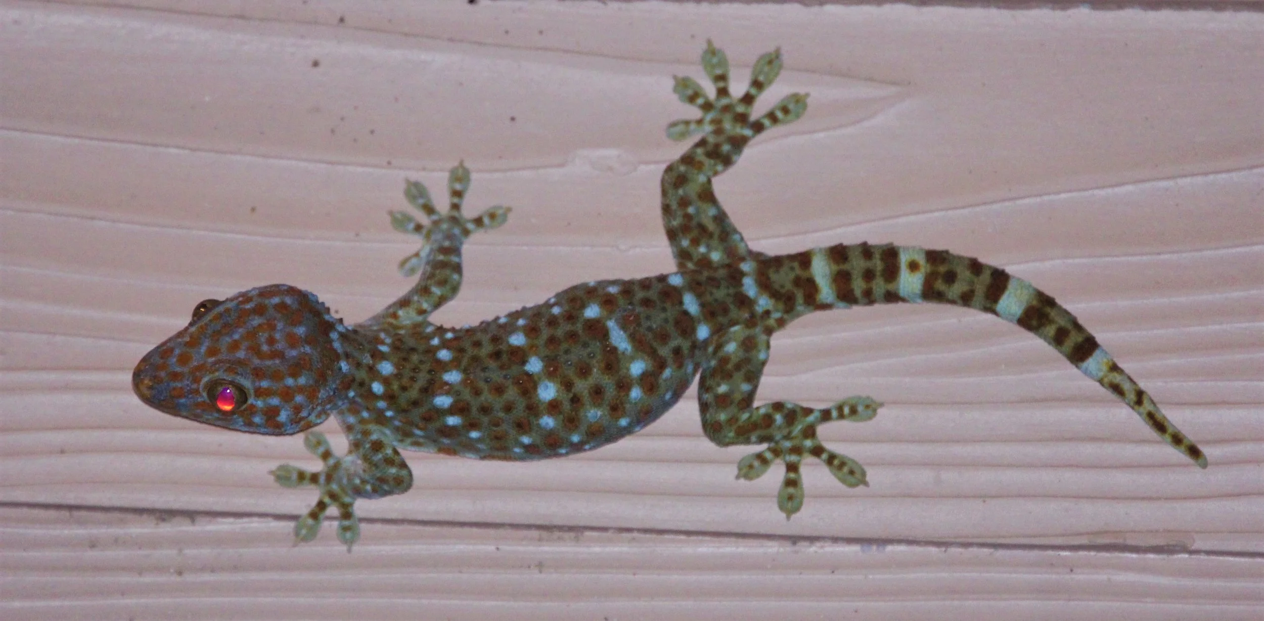Tokay (Gekko gecko) are common in most human establishments in the Complex as well