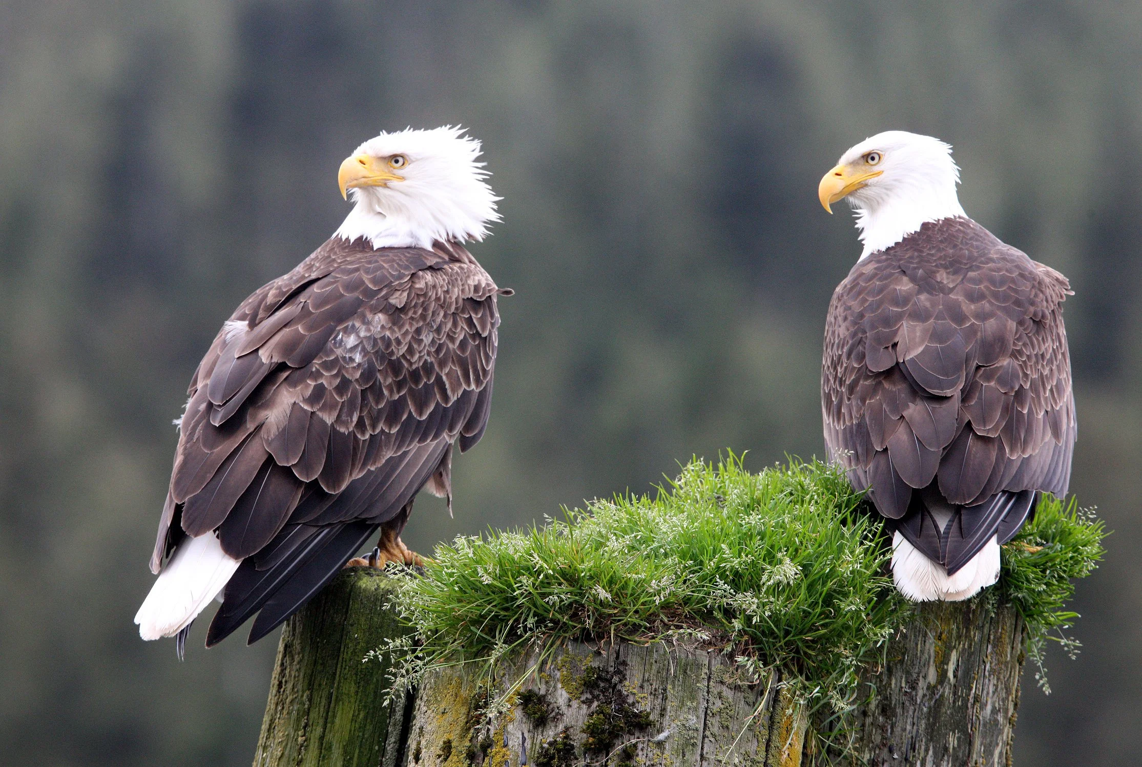 Haliaeetus leucocephalus - AMERICAN BALD EAGLE - KNIGHT INLET BRITISH COLUMBIA (106).JPG