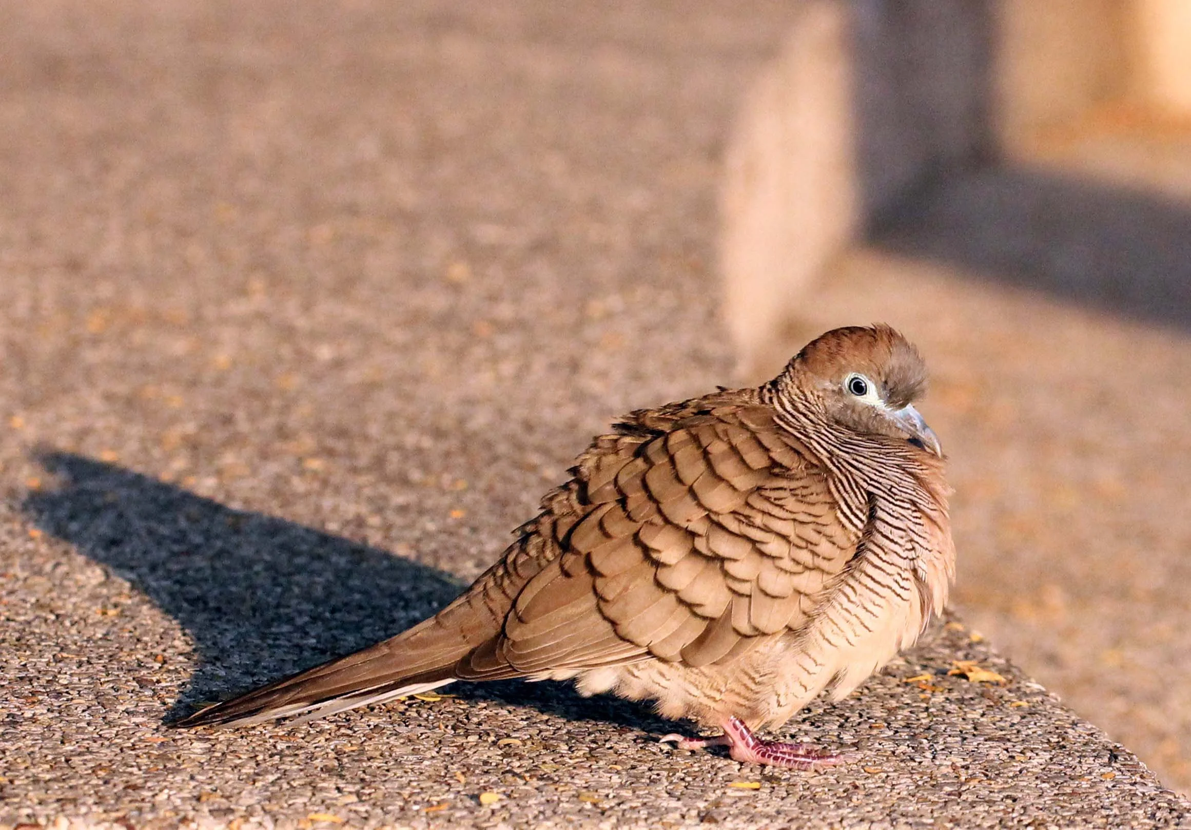 2014 Bangkok SHUTDOWN BANGKOK 2014 (138).JPG