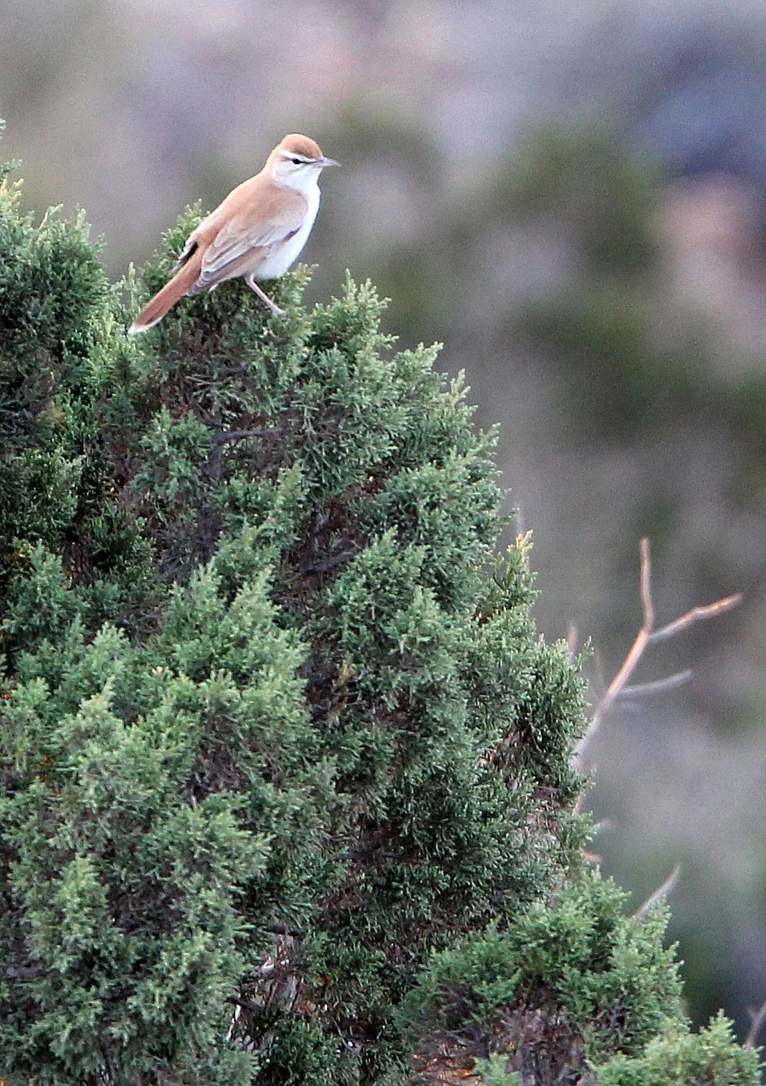 BIRD - RUFOUS BUSH ROBIN - SENED VILLAGE ATLAS MOUNTAINS TUNISIA (3).JPG
