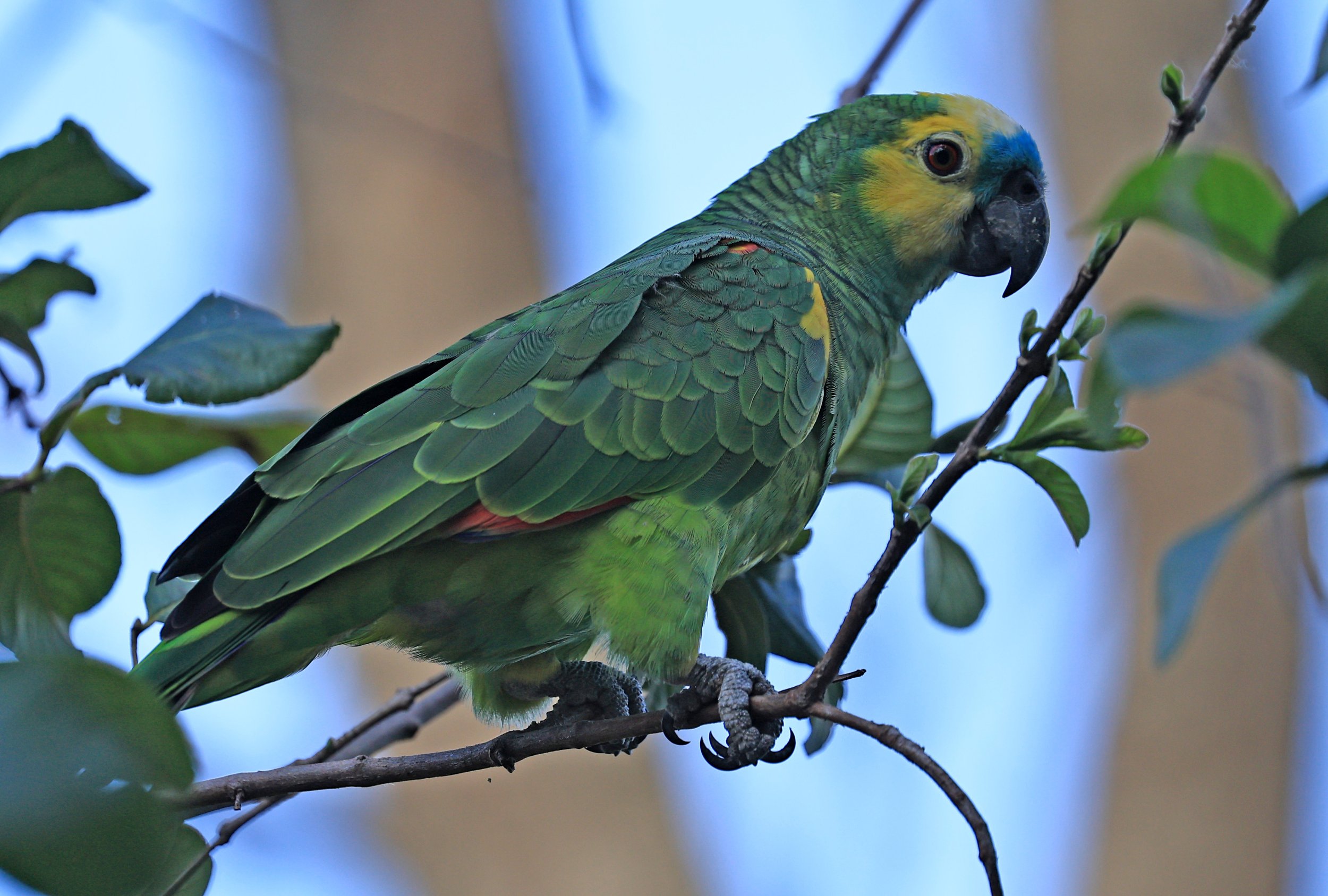Blue-fronted Amazon (Amazona aestiva) Estancia Campo'í Paraguay (10).jpg