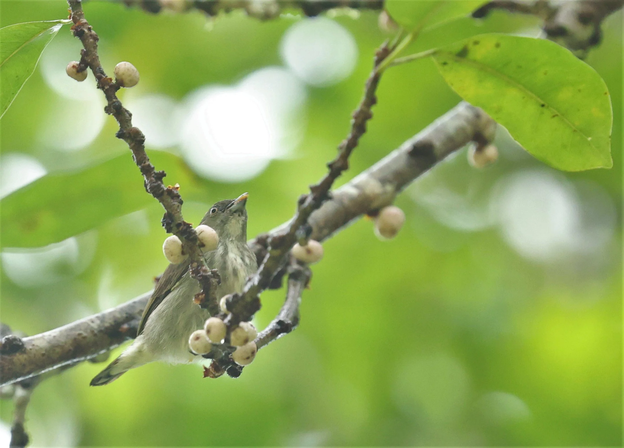 FLOWERPECKER - YELLOW-VENTED FLOWERPECKER - Dicaeum chrysorrheum - HALA BALA WILDLIFE SANCTUARY APRIL 2022 FEMALE (2).jpg