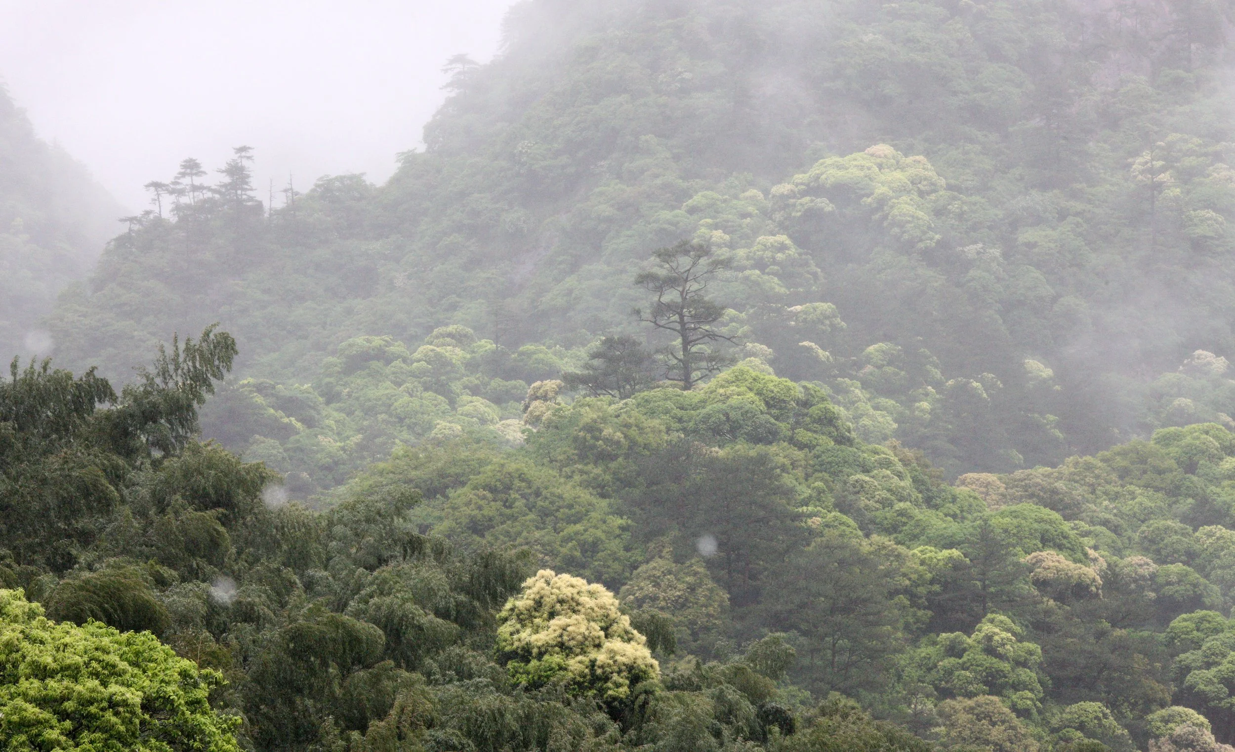 GUNIUJIANG NATURE RESERVE - ANHUI PROVINCE CHINA (6).JPG