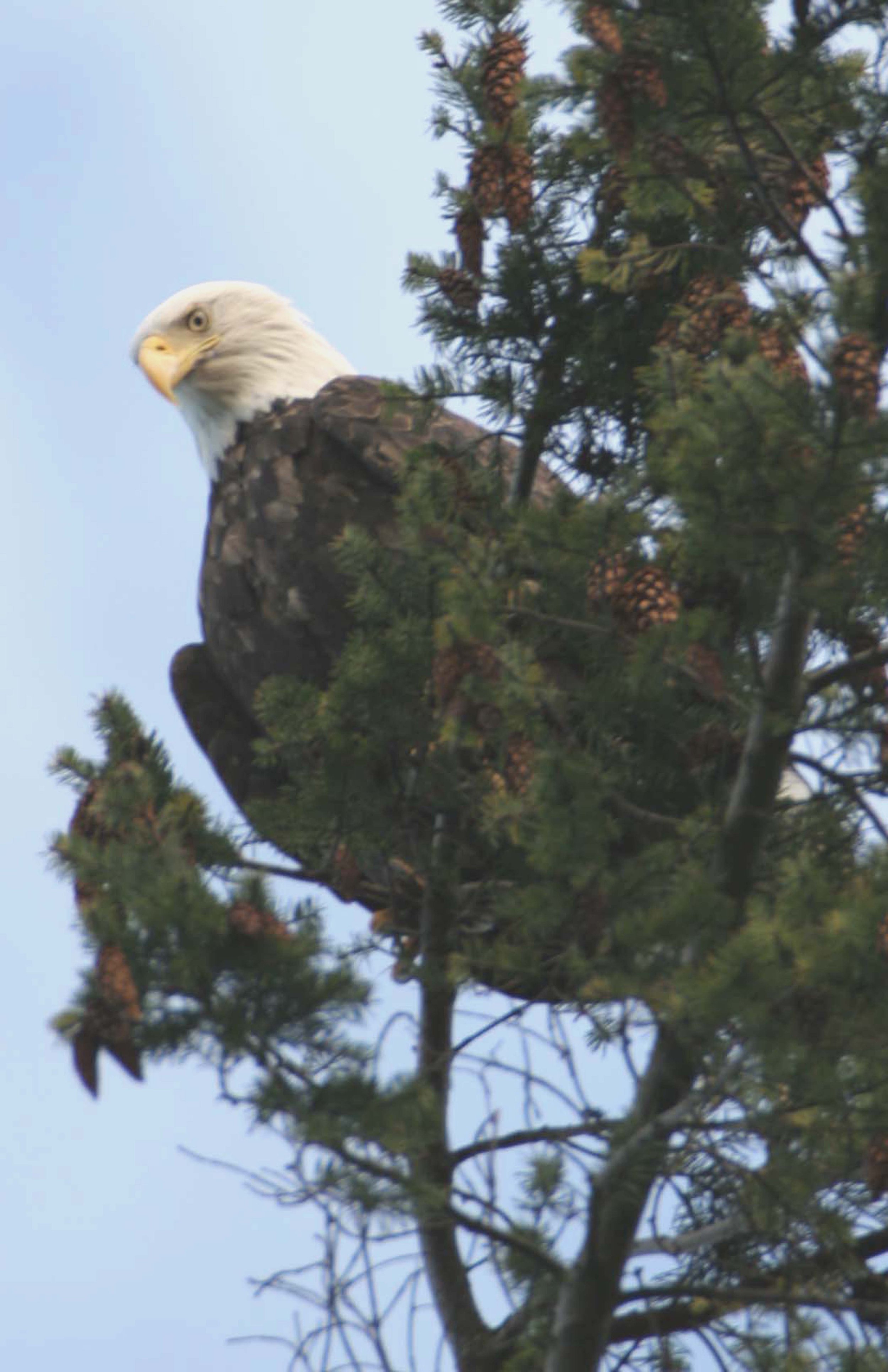 BIRD - EAGLE - BALD EAGLE - OP (3) - Copy.jpg