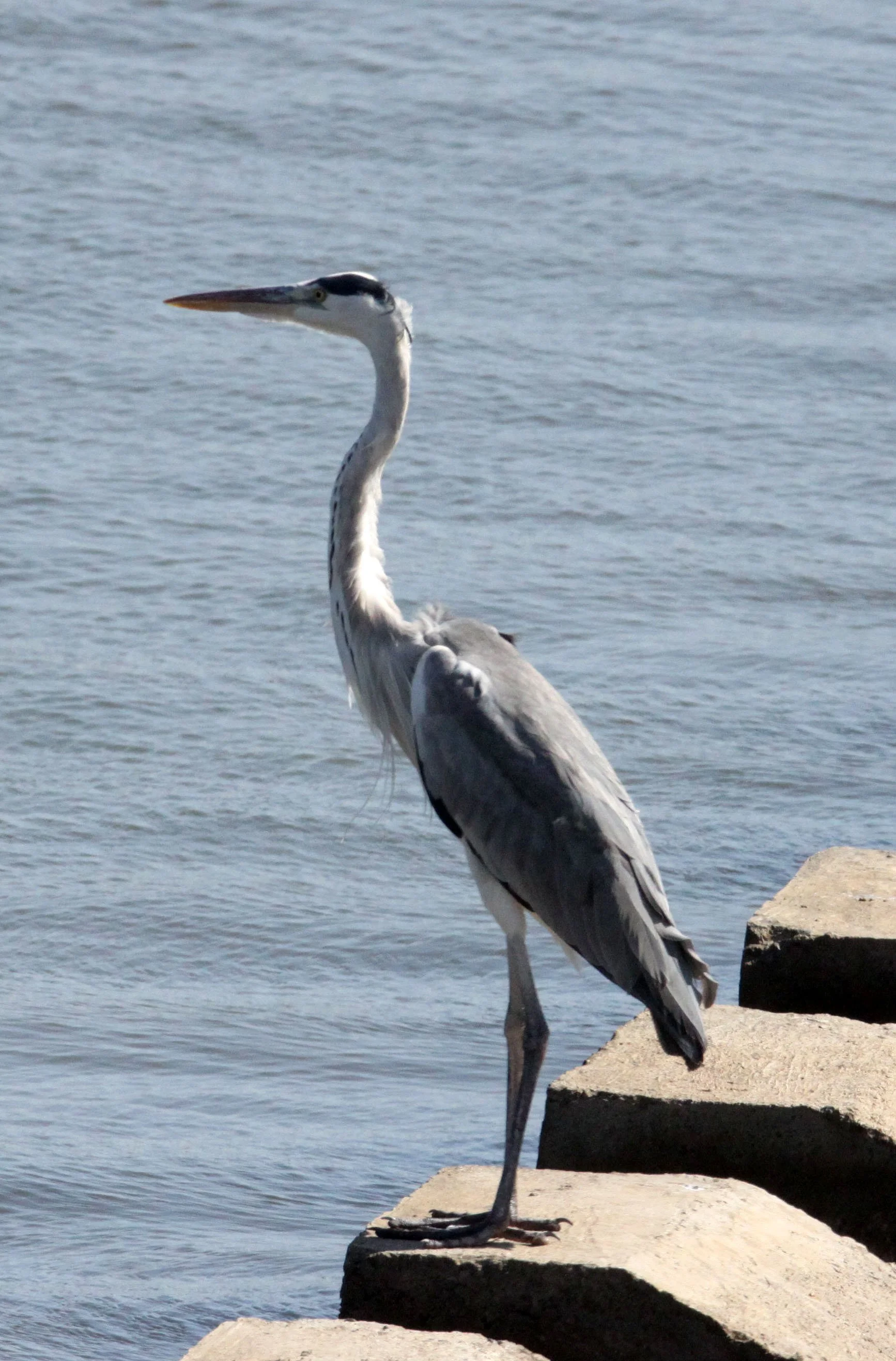 HERON - GREY HERON - Ardea cinerea - SOMCHAT GUJARAT INDIA (2).JPG