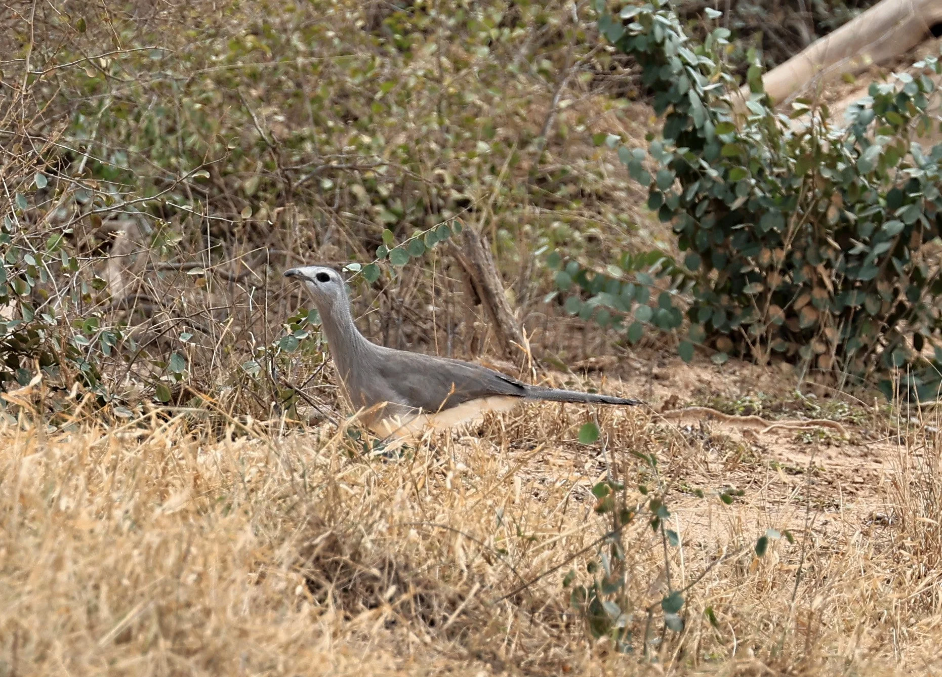 Black-legged Seriema (Chunga burmeisteri) Agua Dulce Paraguay (12).jpg