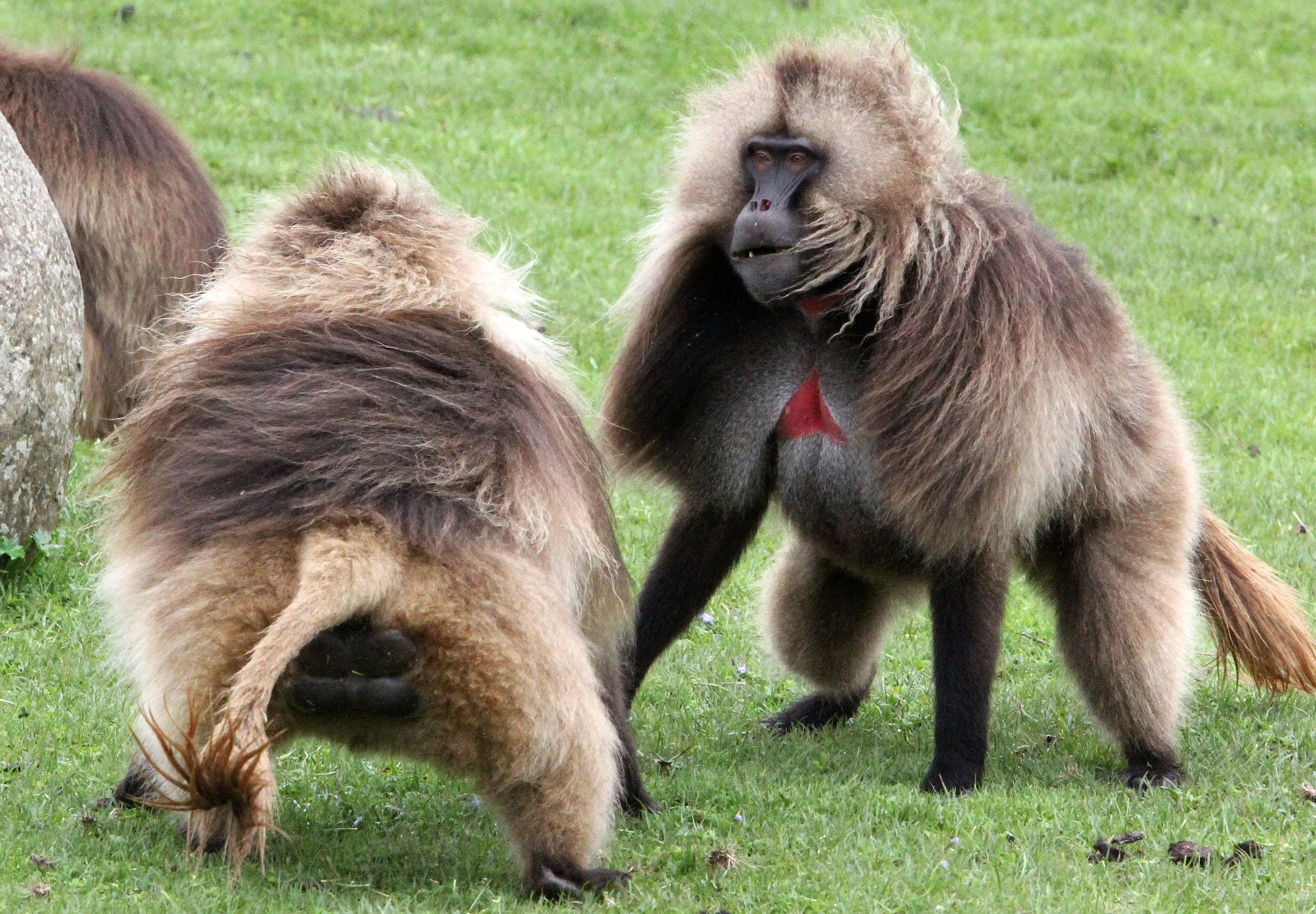 CERCOPITHECIDAE - Theropithecus gelada - GELADA - SIMIEN MOUNTAINS NATIONAL PARK ETHIOPIA (1722).JPG