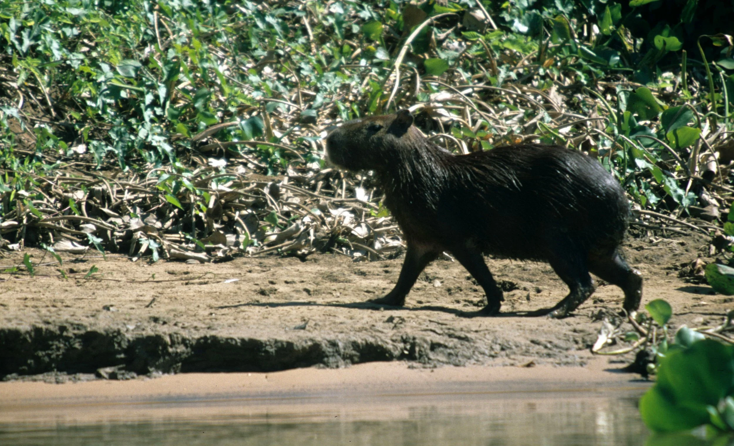 Hydrochoerus hydrochaeris - Capybara — Coke Smith Wildlife