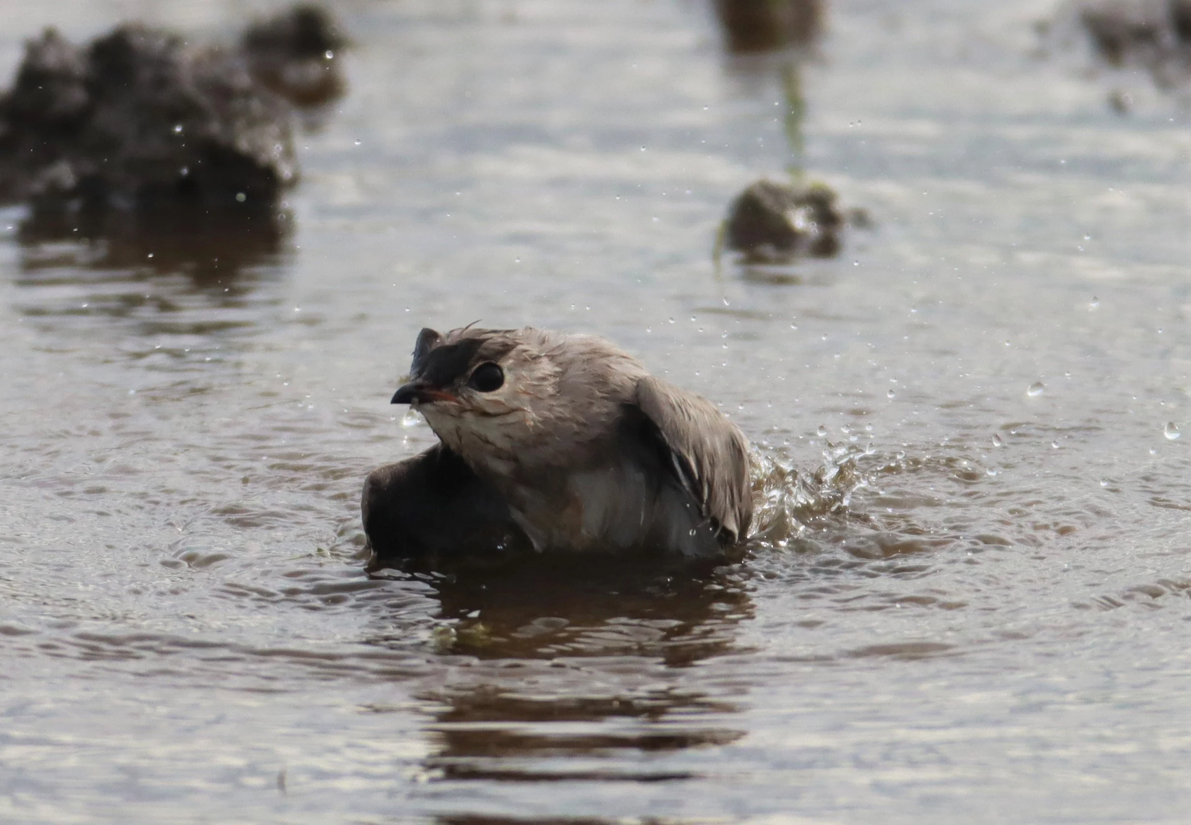 PRATINCOLE - SMALL PRATINCOLE - Glareola lactea - BANG KHAEM NAKHON PATHOM (8).jpg