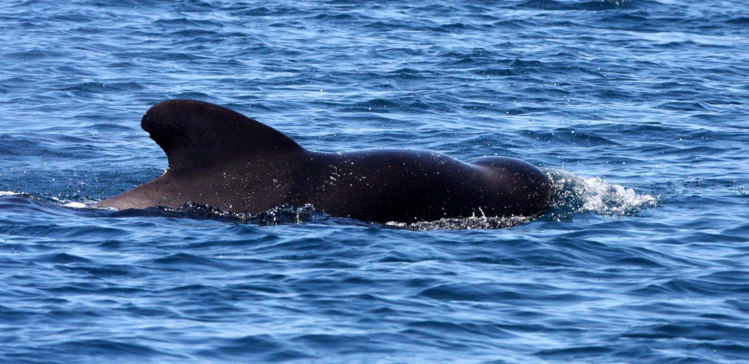 CETACEAN - WHALE - PILOT WHALE - ISLA CATALINA BAJA MEXICO - BAHIA LORETO (47).JPG
