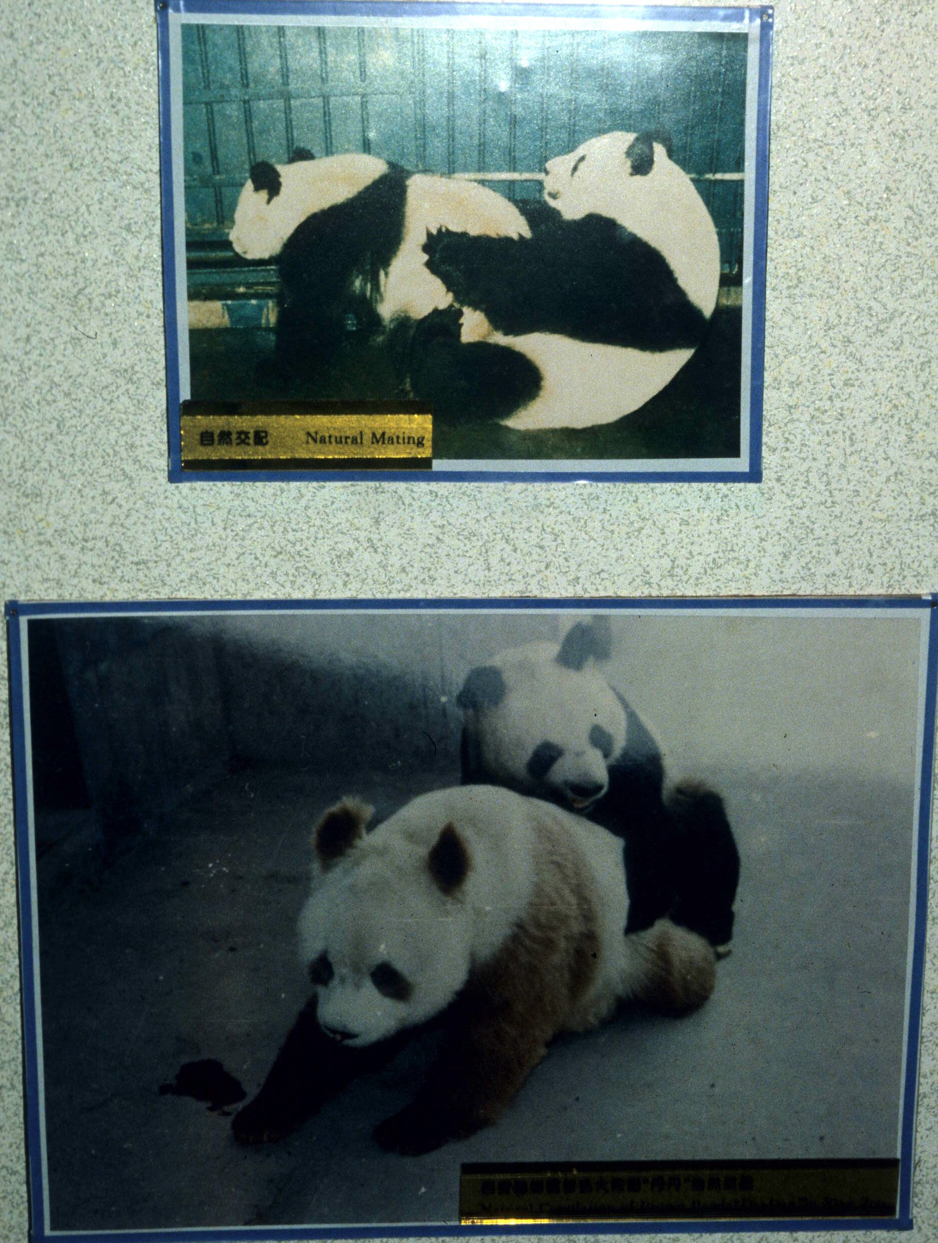 URSID - GIANT PANDA - CHENGDU RESERVE 1994.jpg