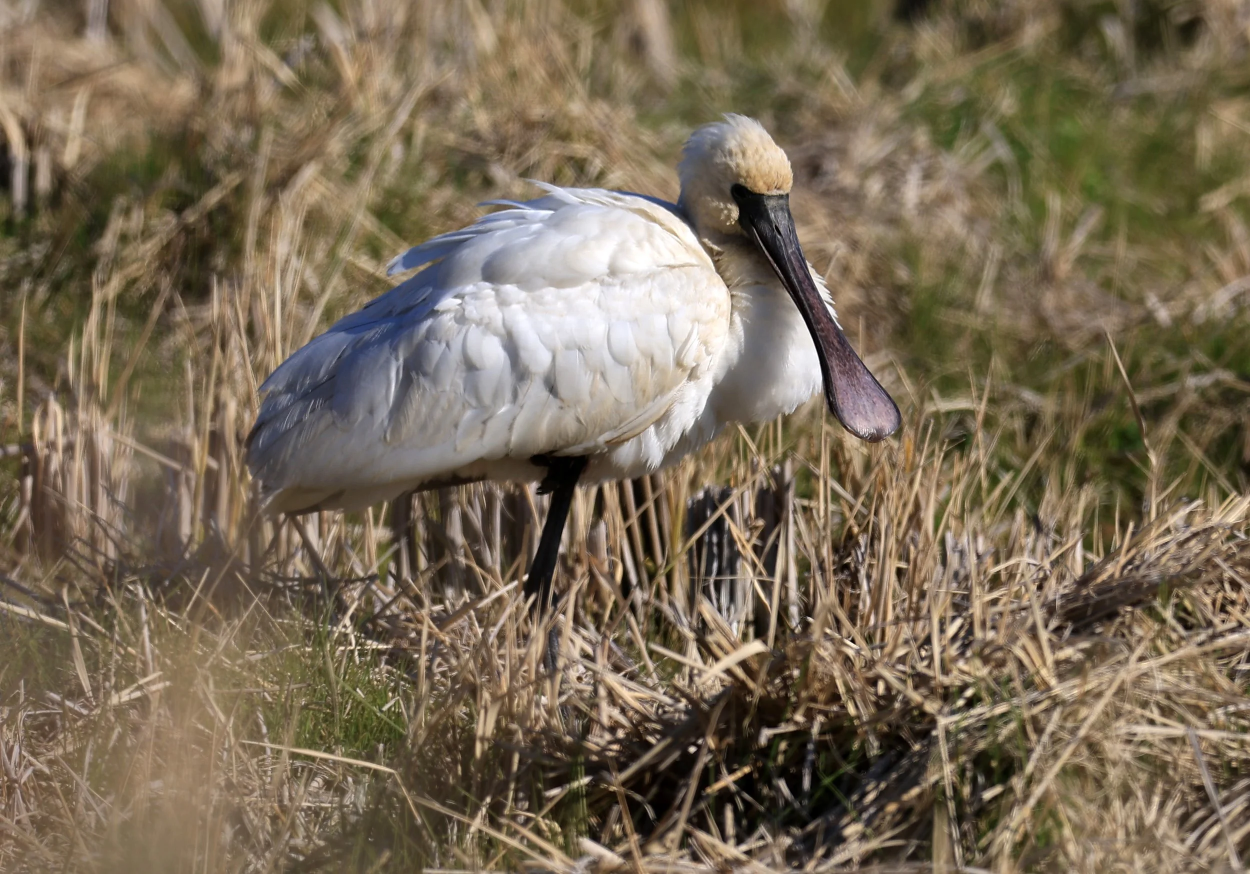 Black-faced Spoonbill (Platalea minor) Izumi Crane Center and Fields Izumi Kagoshima Japan (9).jpg
