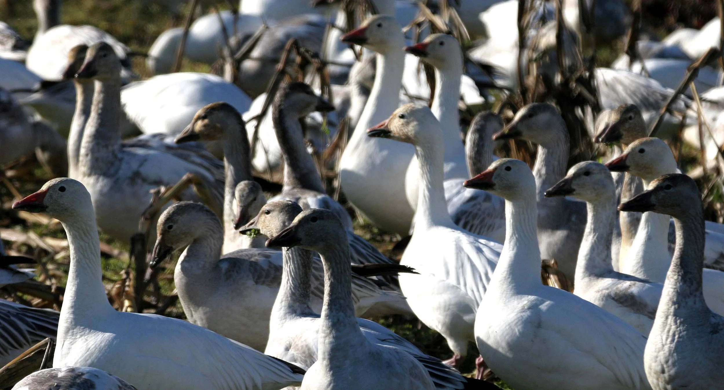 GOOSE - SNOW - Anser caerulescens - SKAGIT VALLEY - MOUNT VERNON WASHINGTON AREA (10).jpg