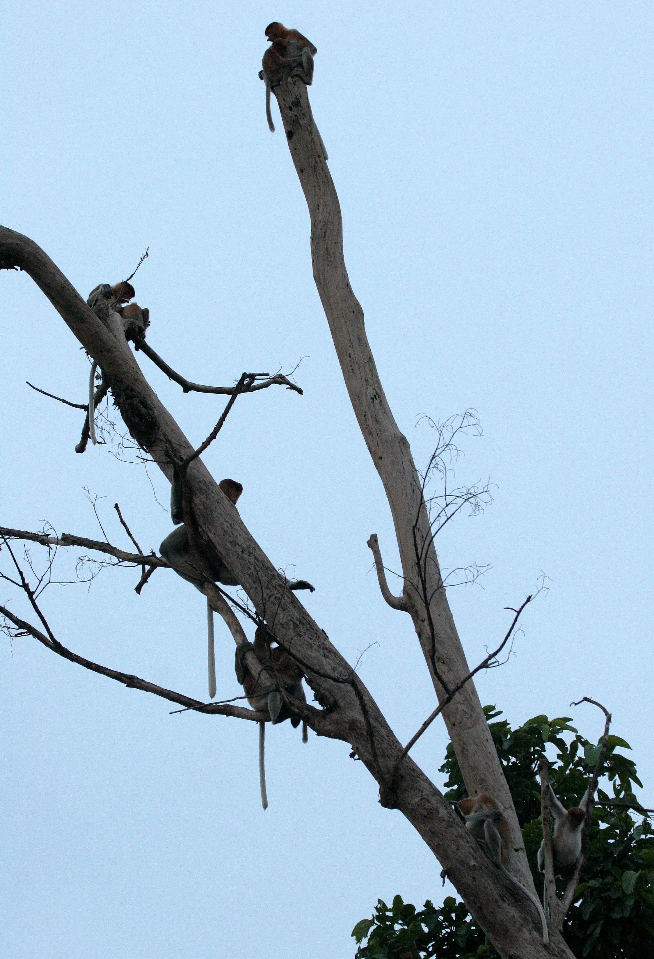 CERCOPITHECIDAE - Nasalis larvatus - PROBOSCIS MONKEY - KINABATANGAN RIVER BORNEO  (37).JPG
