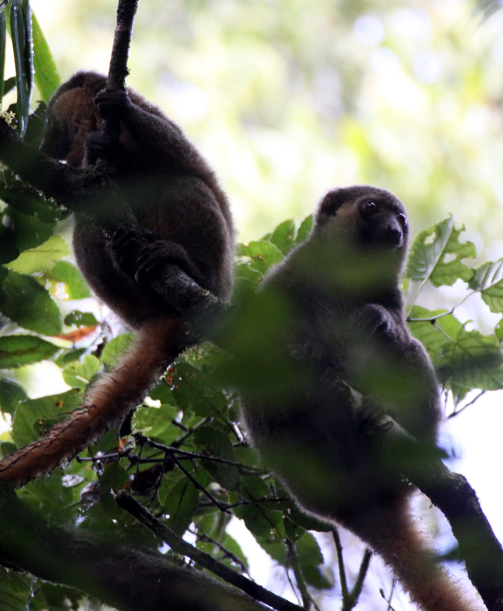 LEMURIDAE - Hapalemur aureus - GOLDEN BAMBOO LEMUR - RANOMAFANA NATIONAL PARK MADGASCAR (2).JPG