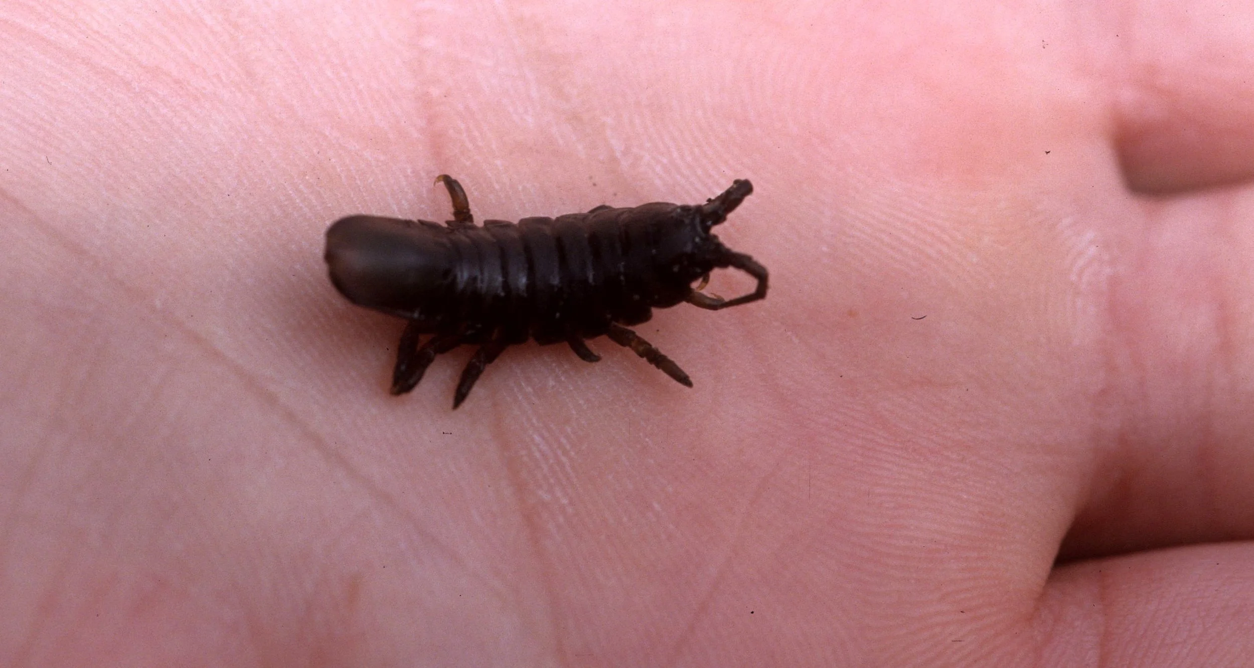 INVERTS - INTERTIDAL - ARTHROPOD - IDOTEA - LAKE FARM.jpg