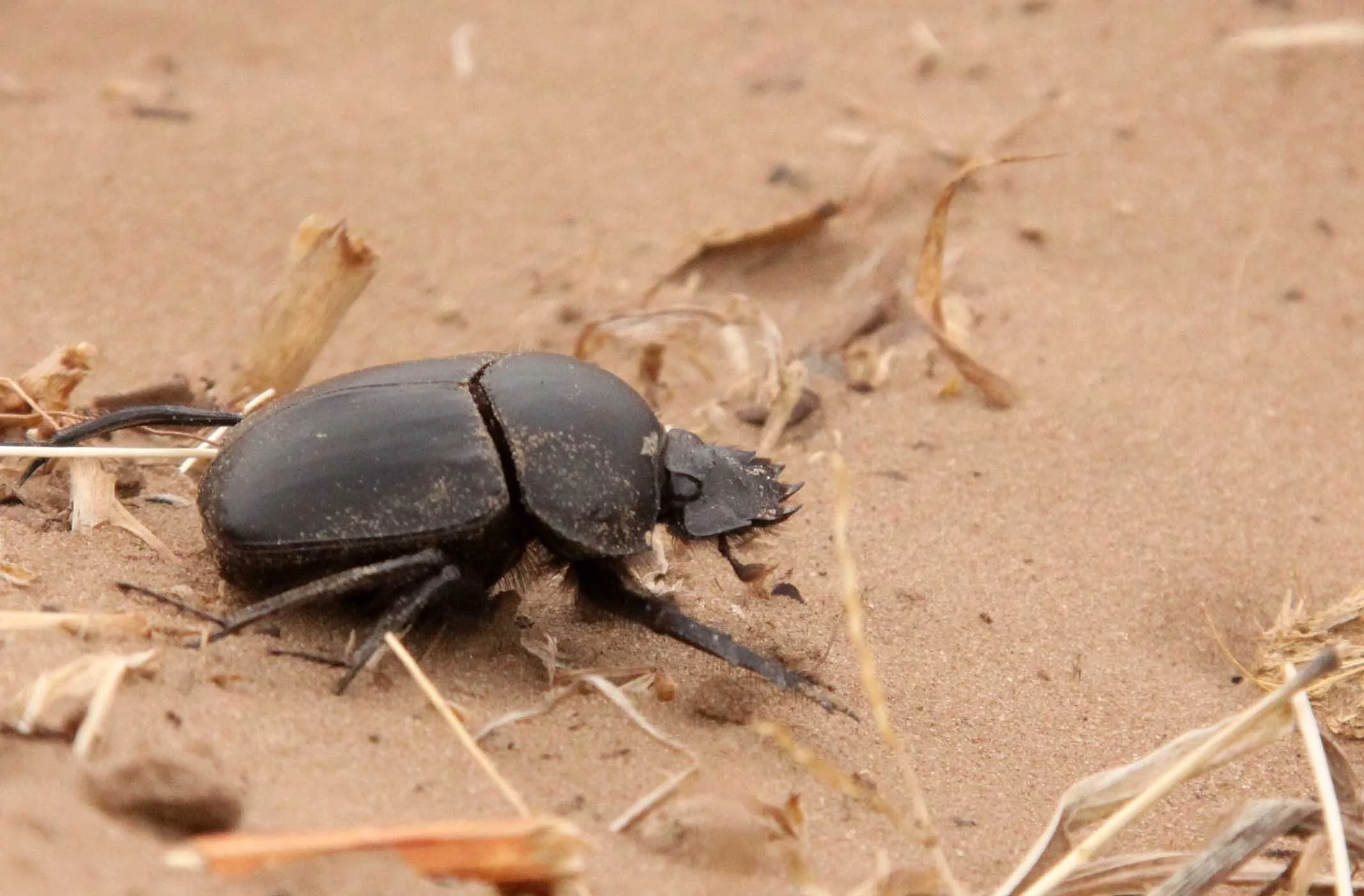 Scarabaeus sacer - Kulun Qi, Inner Mongolia China (7).JPG