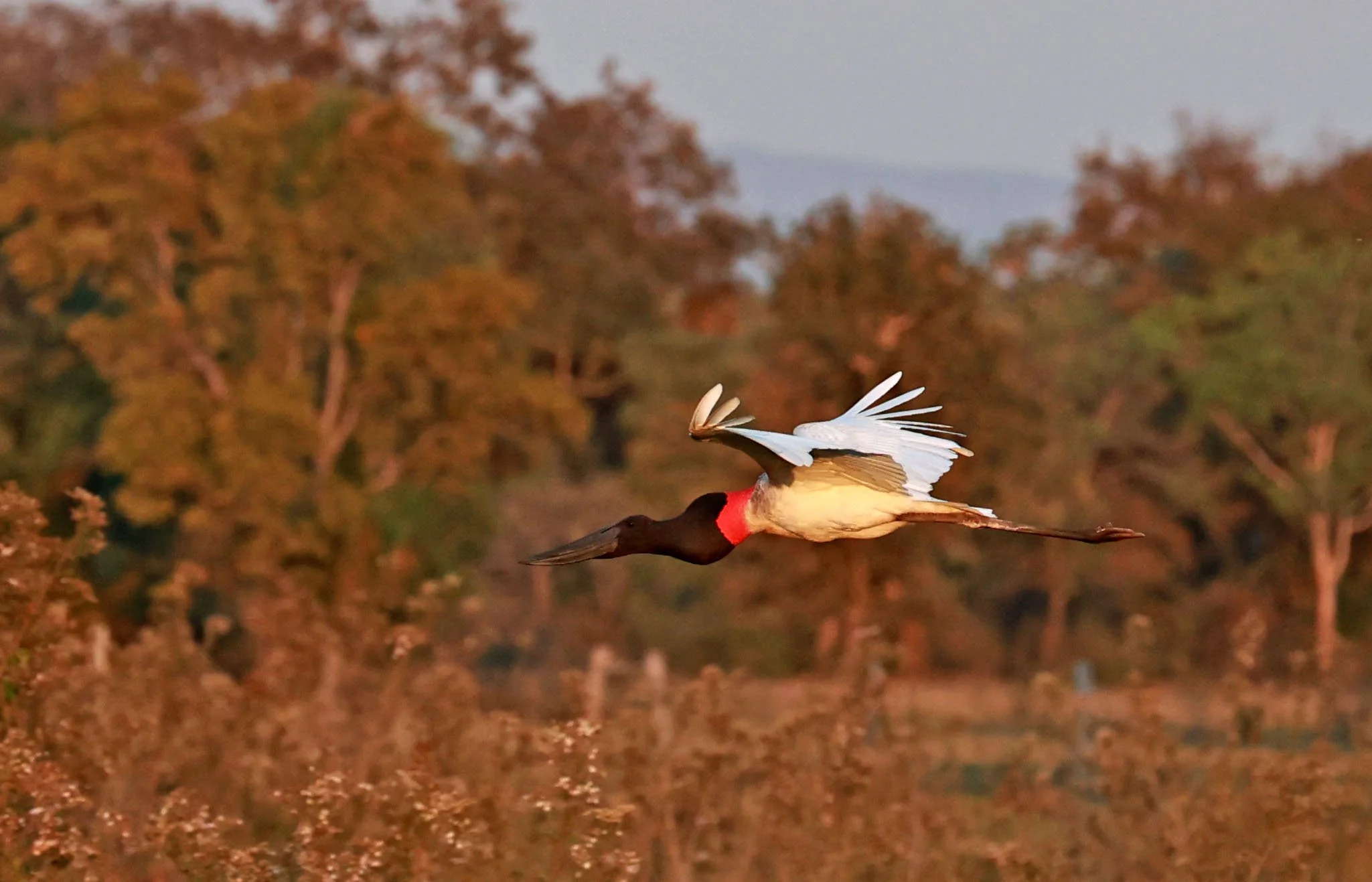 Stork - Jabiru - Jabiru mycteria - Pousada Aguape - Fazenda São José Zona Rural, Aquidauana, Mato Grosso do Sul, Brazil (11).jpg