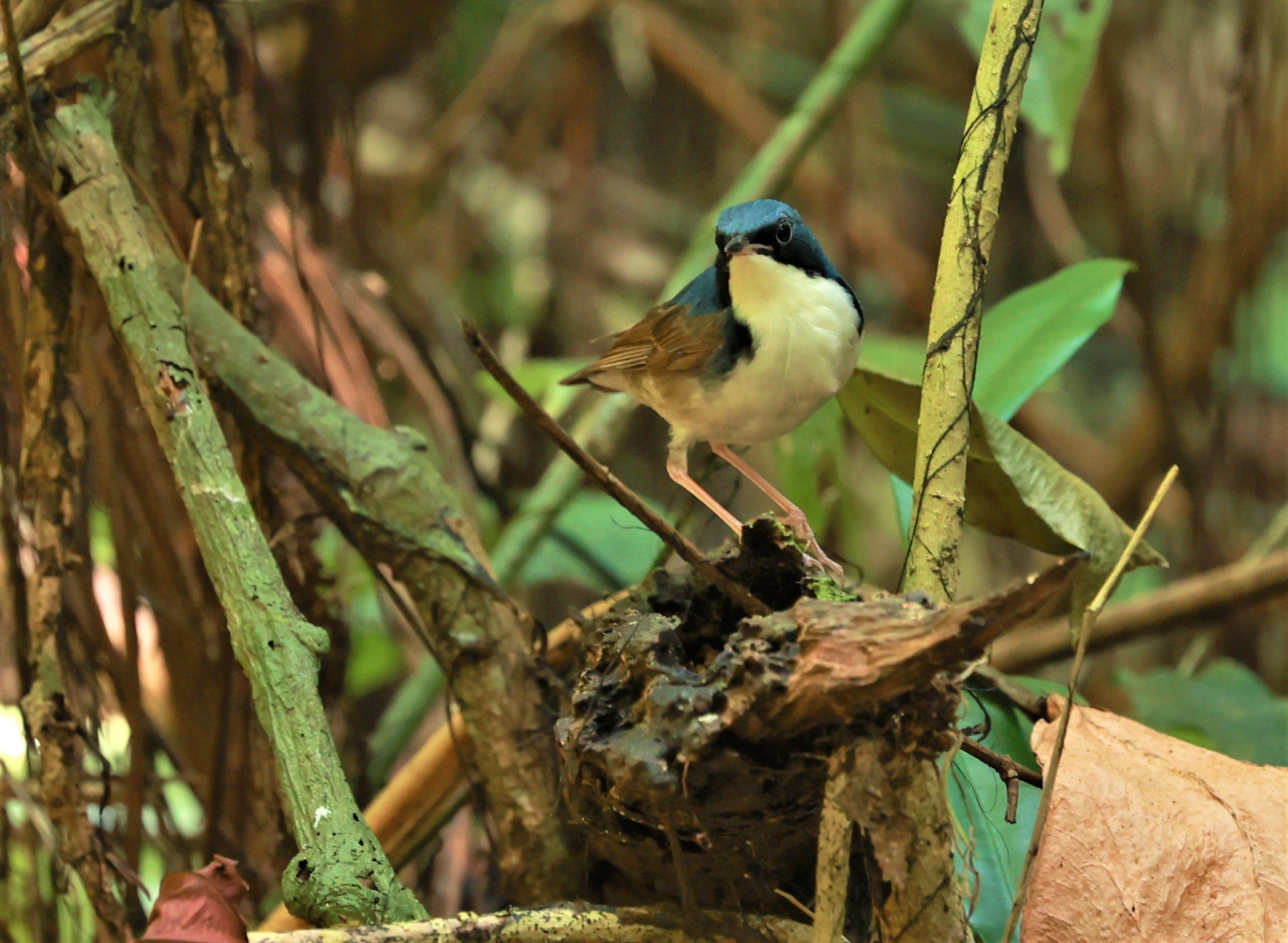 ROBIN - SIBERIAN BLUE ROBIN - Luscinia cyane - KRUNG CHING, KHAO LUANG NATIONAL PARK, THAILAND APRIL 2023 (3).jpg