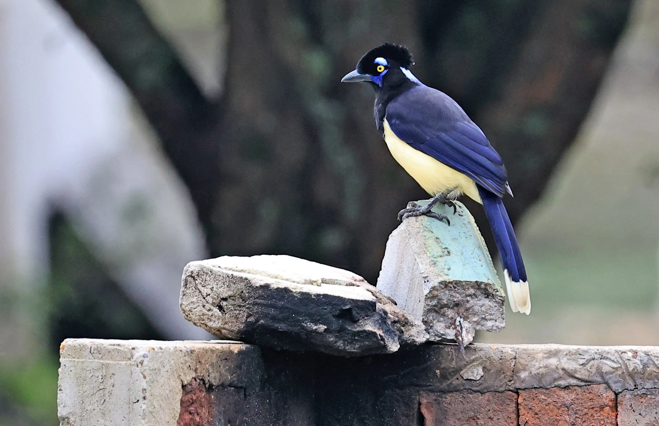 Plush-crested Jay (Cyanocorax chrysops) El Palmar National Park, Entre Rios, Argentina (32).jpg