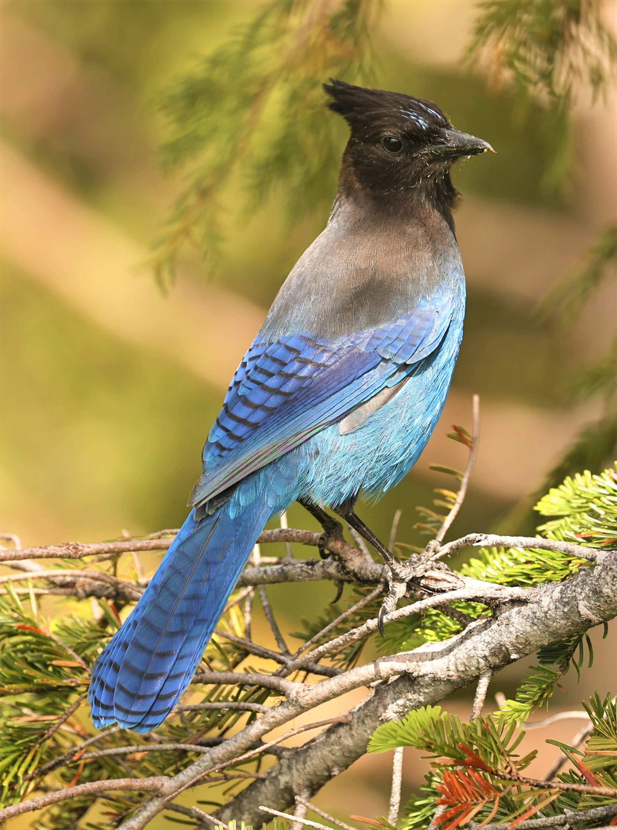 Cyanocitta stelleri - STELLER'S JAY - MOUNT RAINIER NATIONAL PARK WASHINGTON (18).jpg