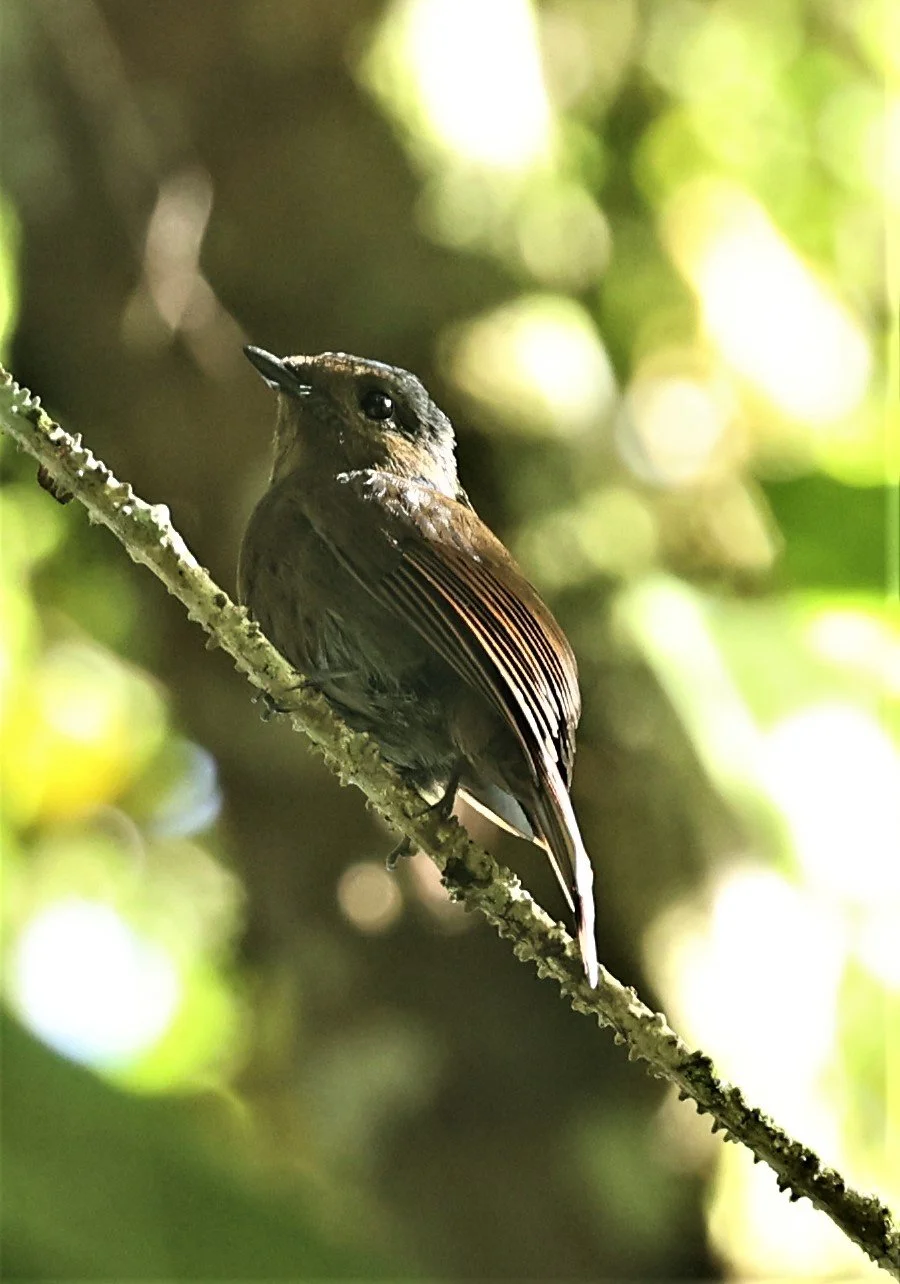 Niltava grandis - LARGE NILTAVA - FRASER'S HILL, MALAYSIA JUNE 2022 (18).jpg