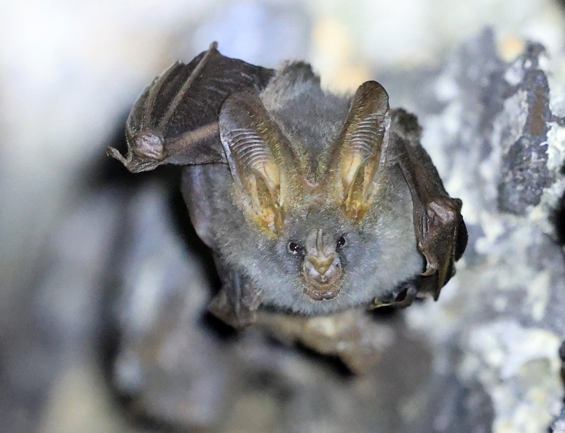 Lesser false vampire bat (Megaderma spasma) Khao Yai National Park Feb 2026 Day 3 (5).jpg