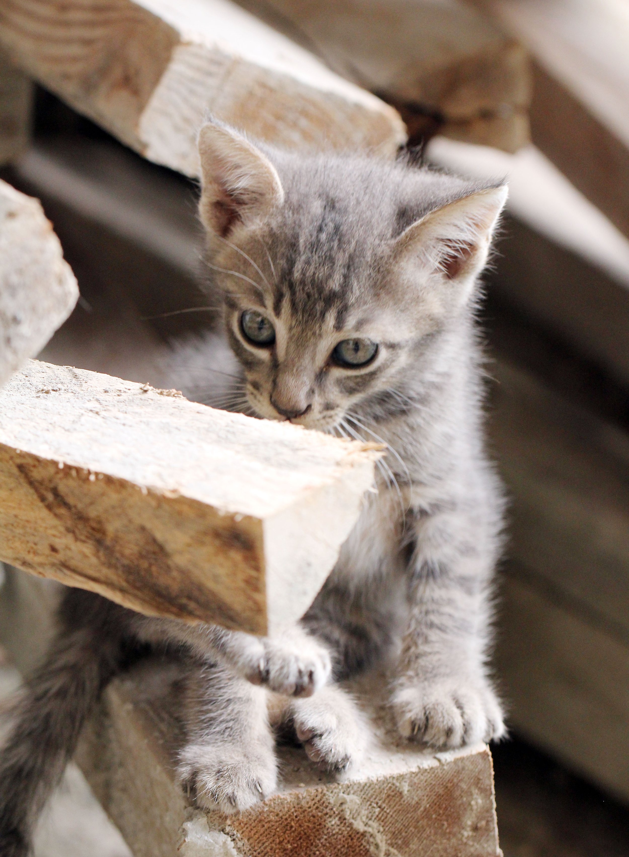 2015 Koh Lanta October Break Trip  (230).JPG