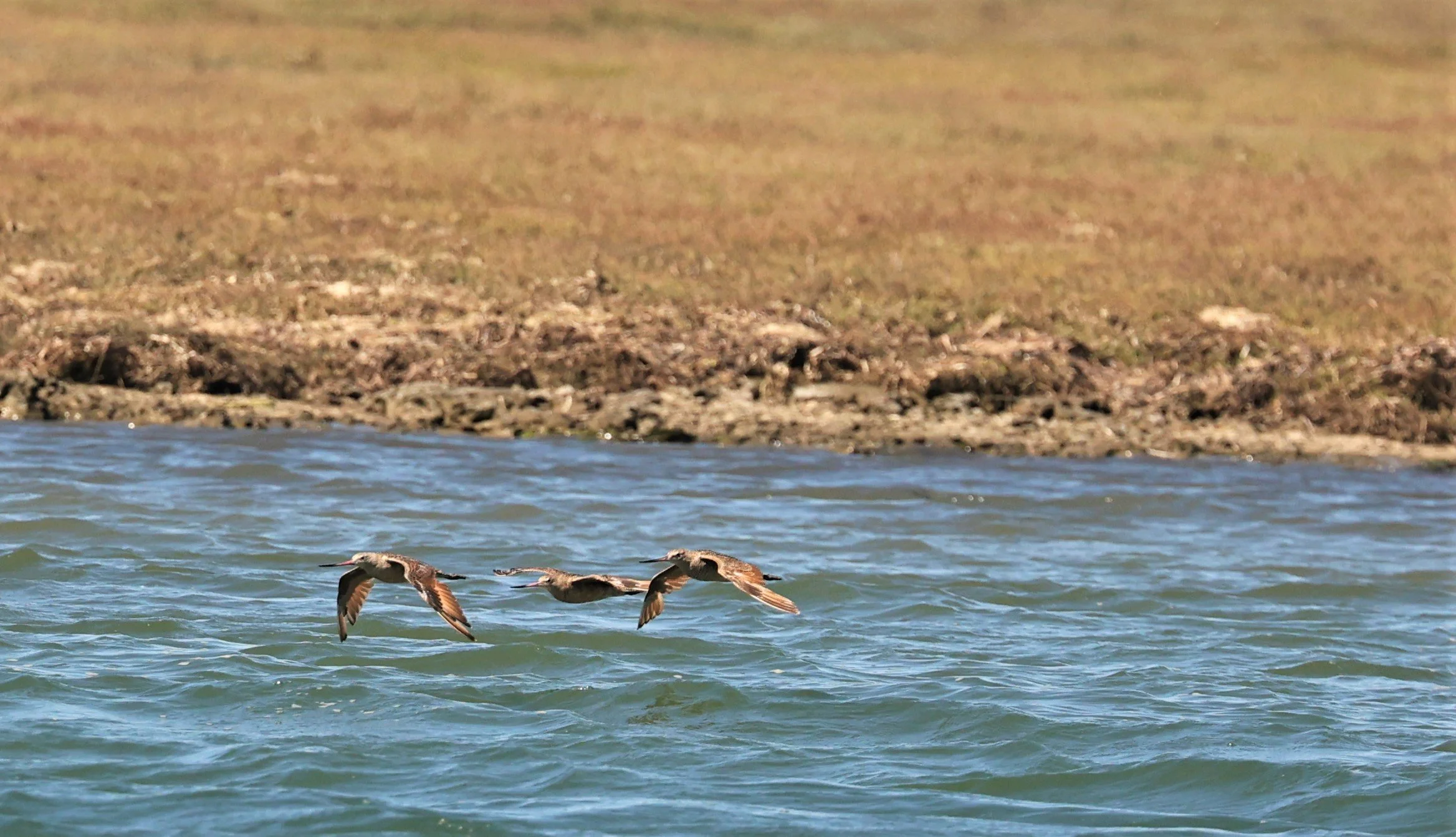 Limosa fedoa - MARBLED GODWIT - ELKHORN SLOUGH MOSS LANDING CALIFORNIA AUGUST 2022  (1).jpg