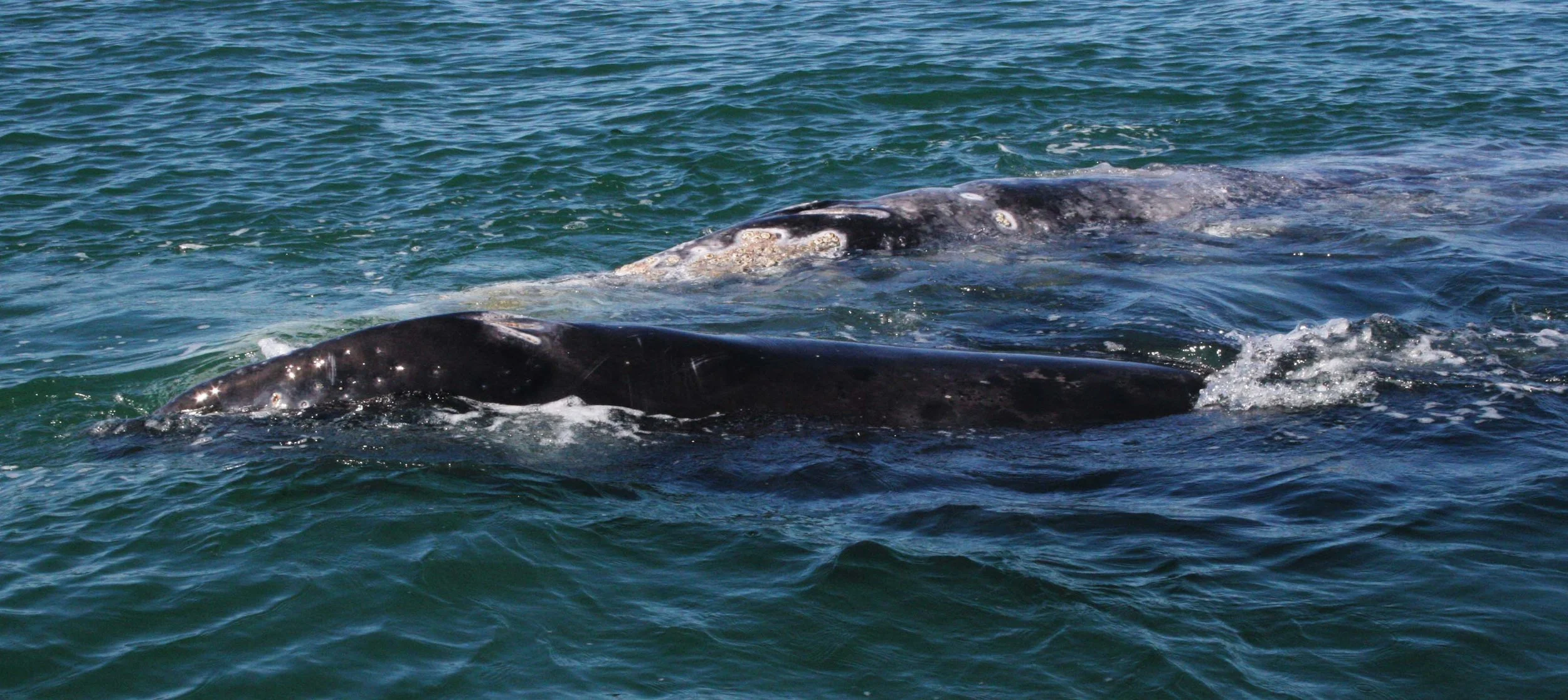 Eschrichtius robustus - GRAY WHALE - SAN IGNACIO LAGOON BAJA MEXICO (86).JPG