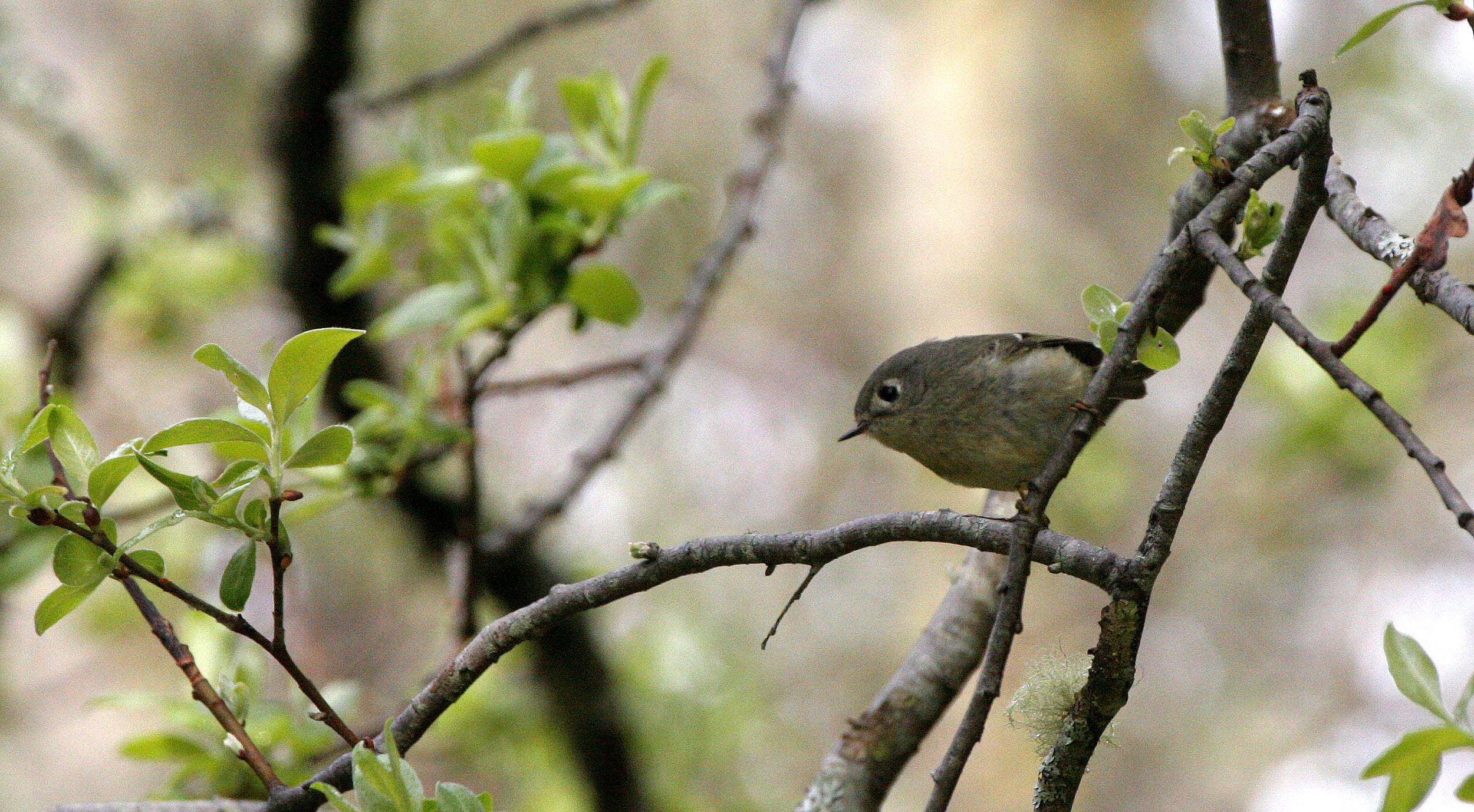 Hutton's Vireo (Vireo huttoni) Lake Farm Olympic Peninsula Washington (9).JPG