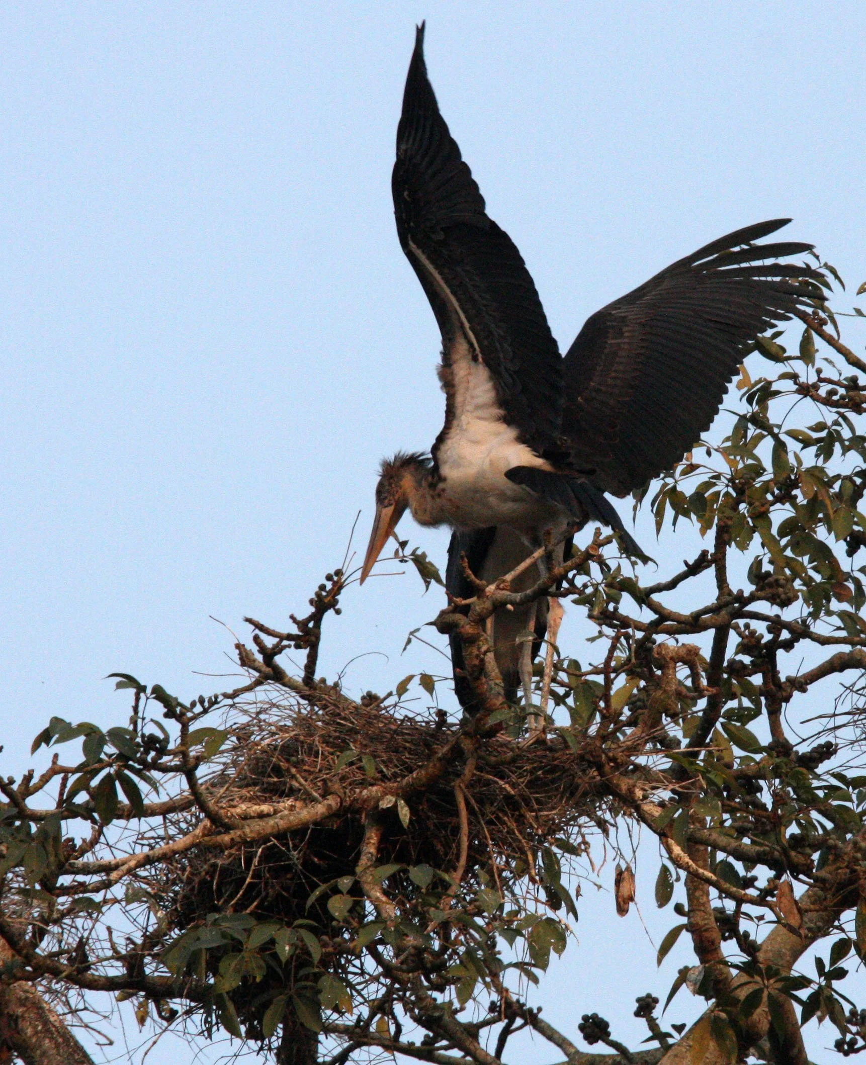 STORK - LESSER ADJUTANT STORK - Leptoptilos javanicus - KAZIRANGA NATIONAL PARK ASSAM INDIA (15).JPG
