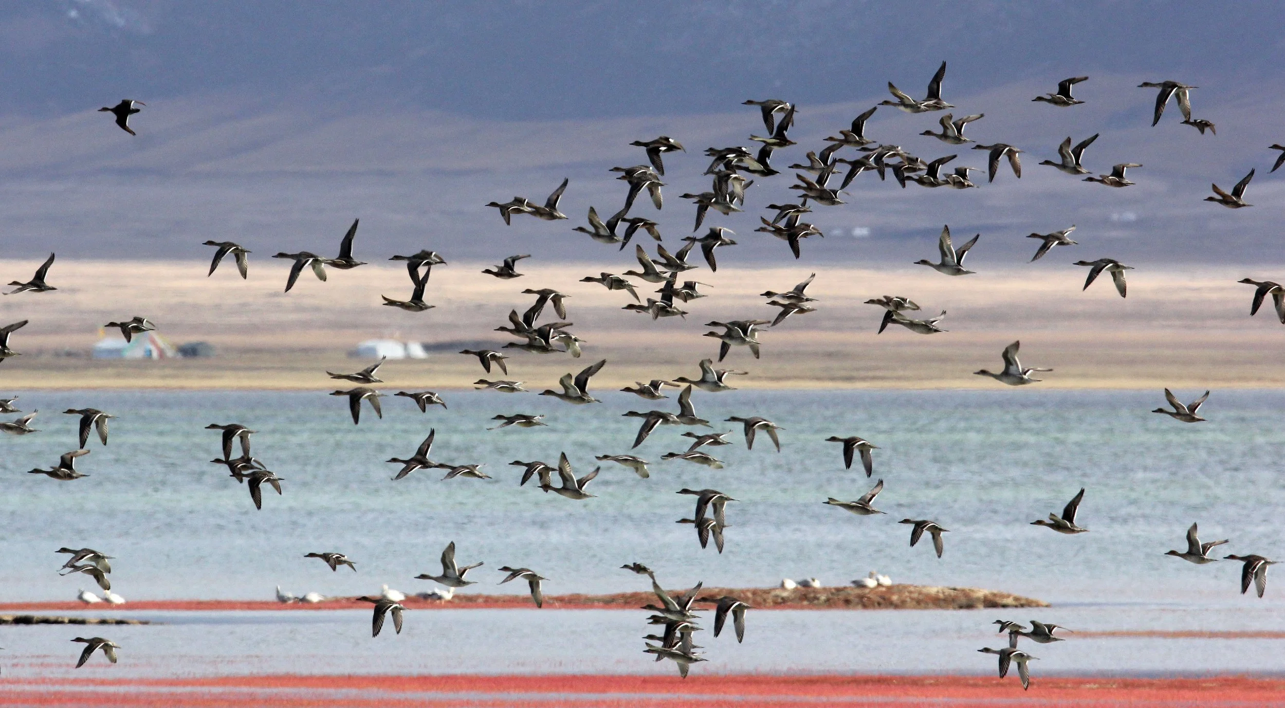 WIGEON - EURASIAN WIGEON - Mareca penelope - MALLARD (Anas platyrhynchos) AND OTHERS - DONG GEI CUO NA LAKE QINGHAI CHINA (45).JPG
