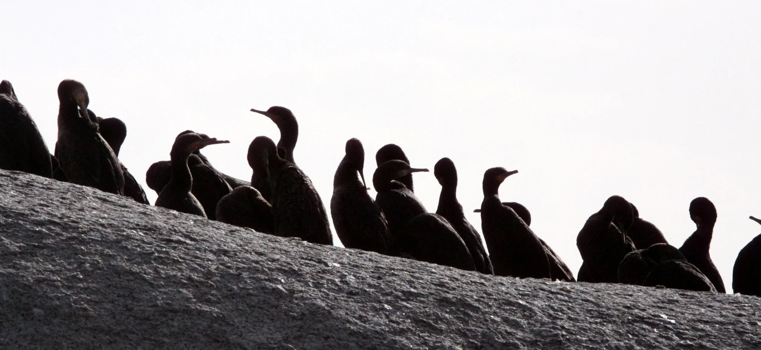 Phalacrocorax capensis - Cape Cormorant - Table Mountain NP, Simons Town Rookery - With Jackass Penguins (11).JPG