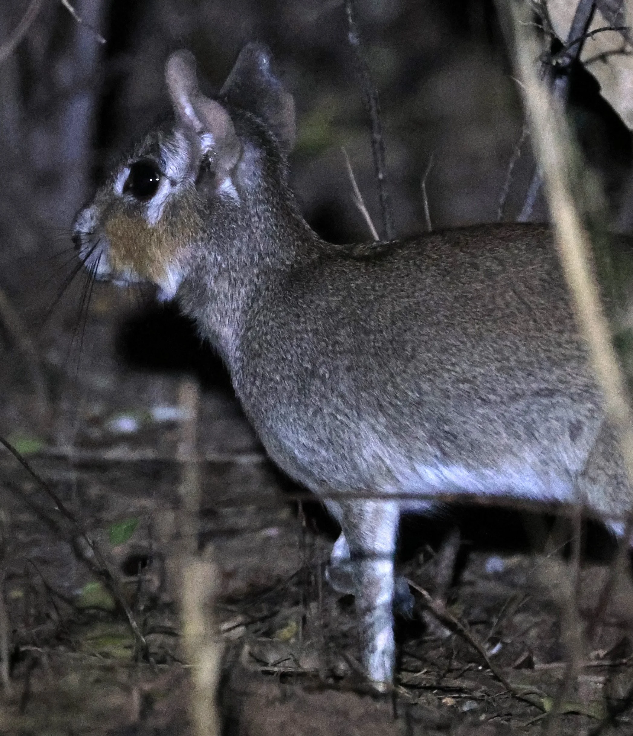 Chacoan Mara (Pediolagus salinicola) Agua Dulce Paraguay (9).jpg