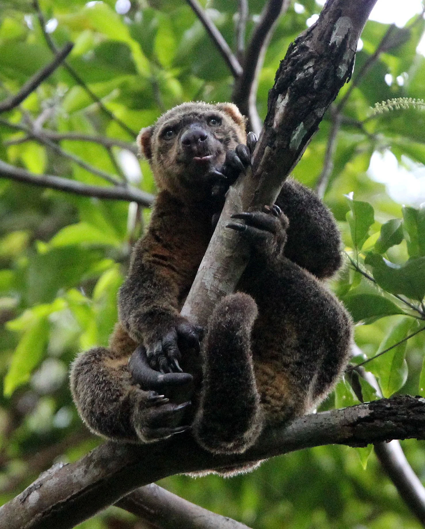 Ailurops ursinus - BEAR CUSCUS - MARSUPALIA - TANGKOKO NATIONAL PARK SULAWESI INDONESIA (26).JPG