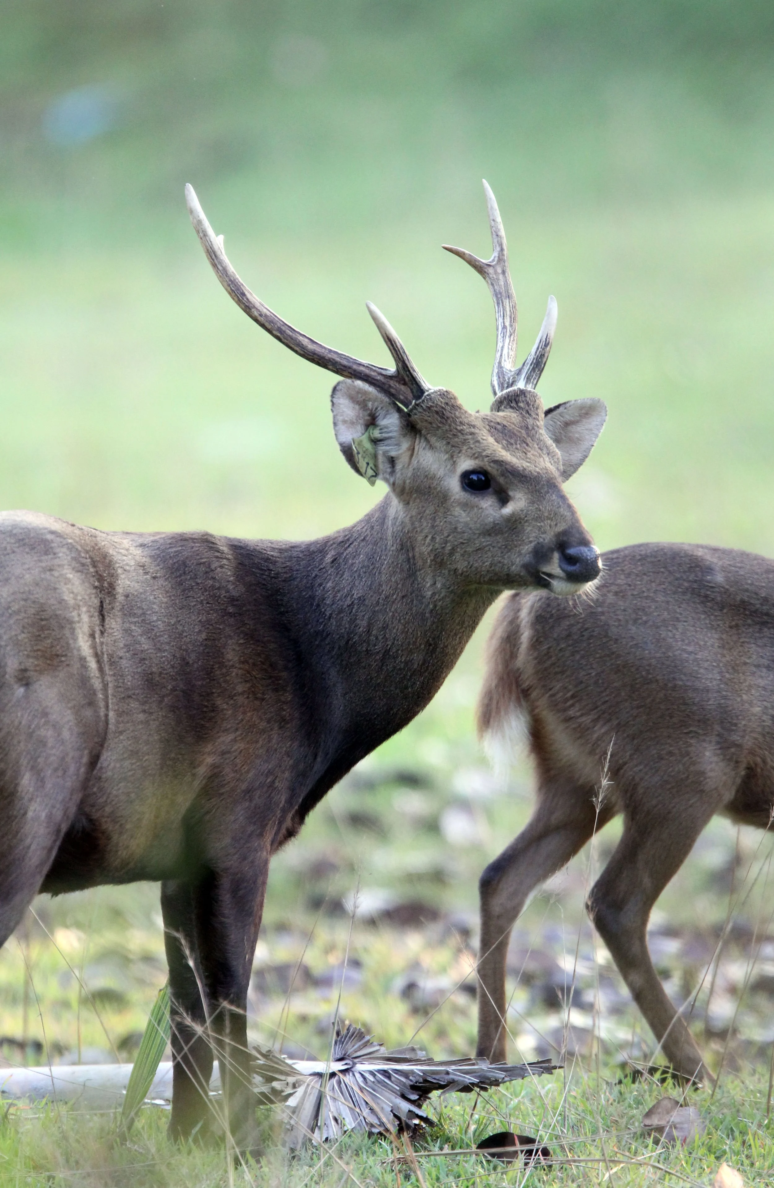 Indochinese Hog Deer (Hyelaphus porcinus annamiticus)