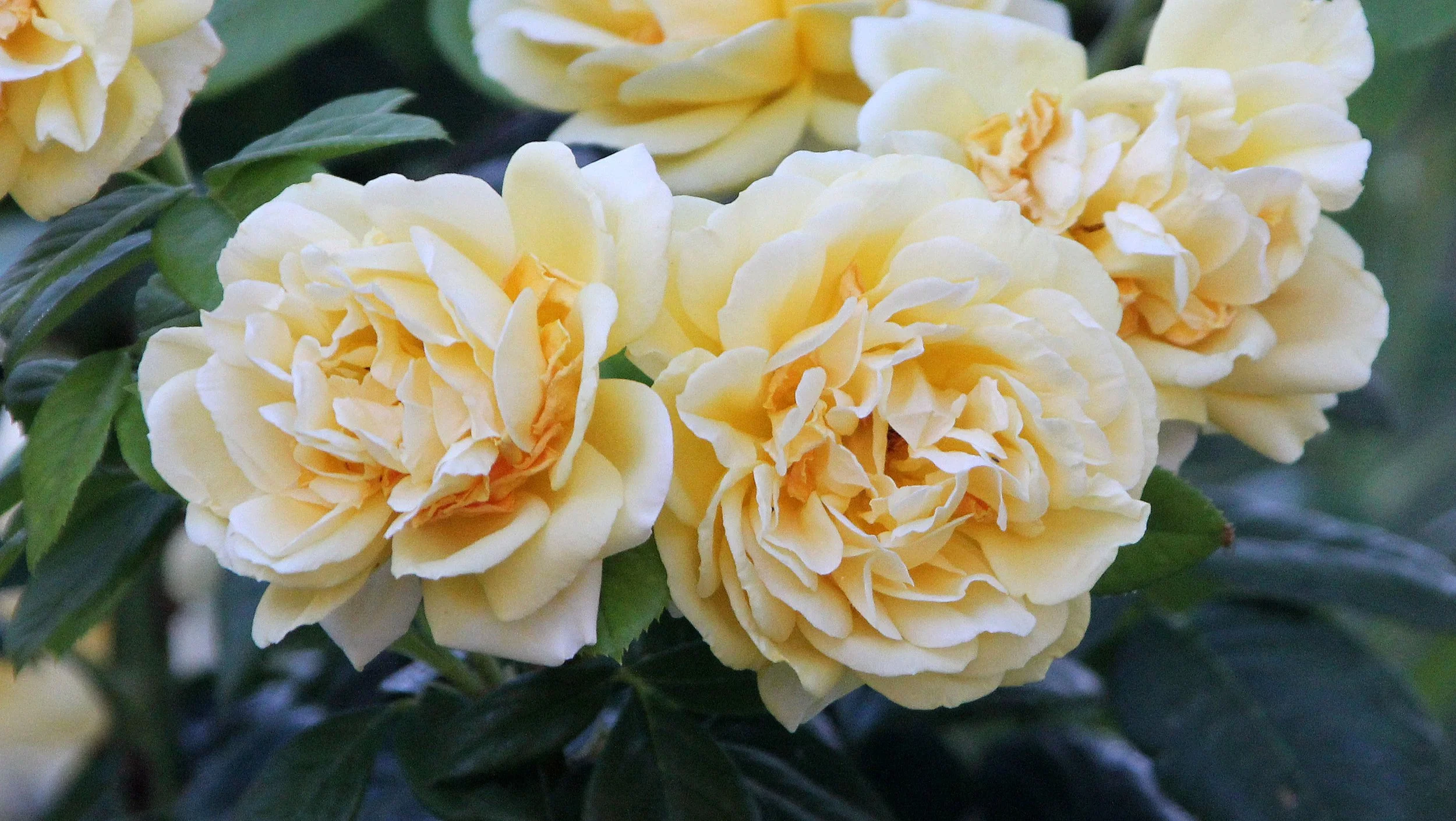 GRANADA SPAIN (64).JPG