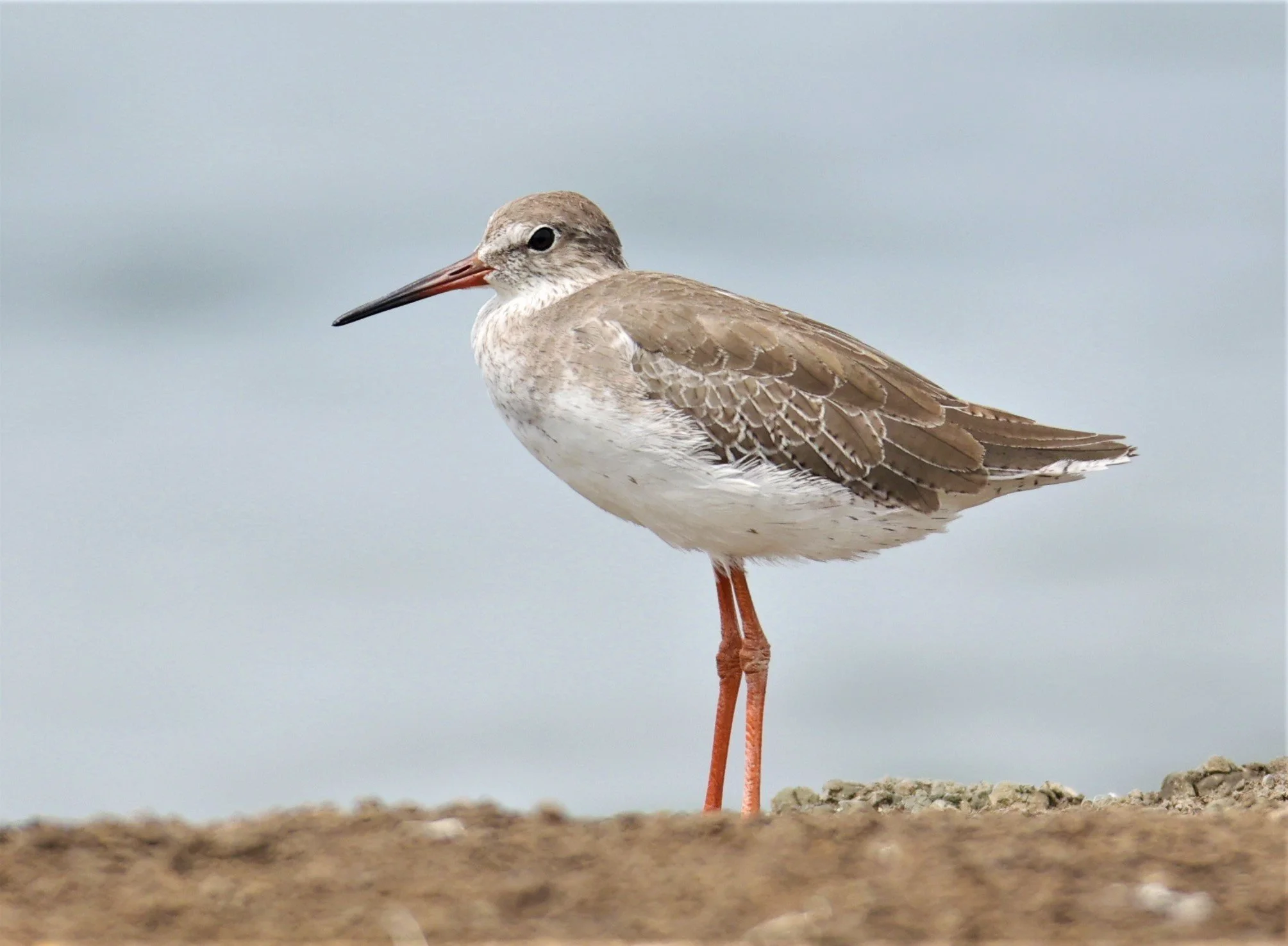 REDSHANK - COMMON REDSHANK - Tringa totanus - CHACHOENGSAO  SALT PANS (4).jpg