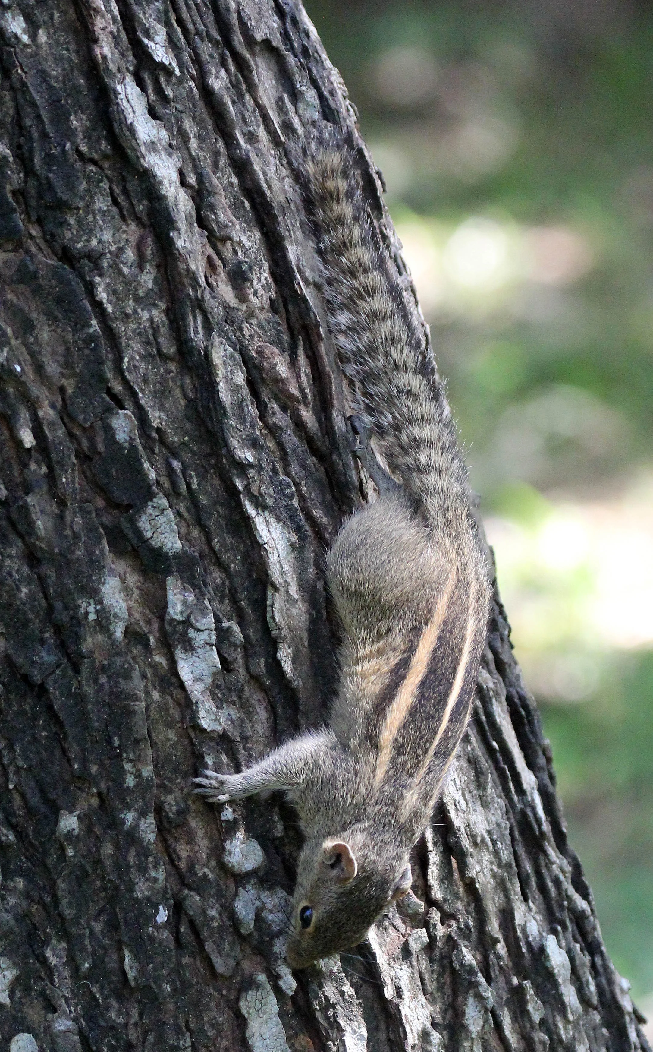 Funambulus palmarum - THREE-STRIPED (INDIAN) PALM SQUIRREL -  SIGIRIYA FOREST AND FORTRESS AREA SRI LANKA - PHOTO BY SOM SMITH (28).JPG