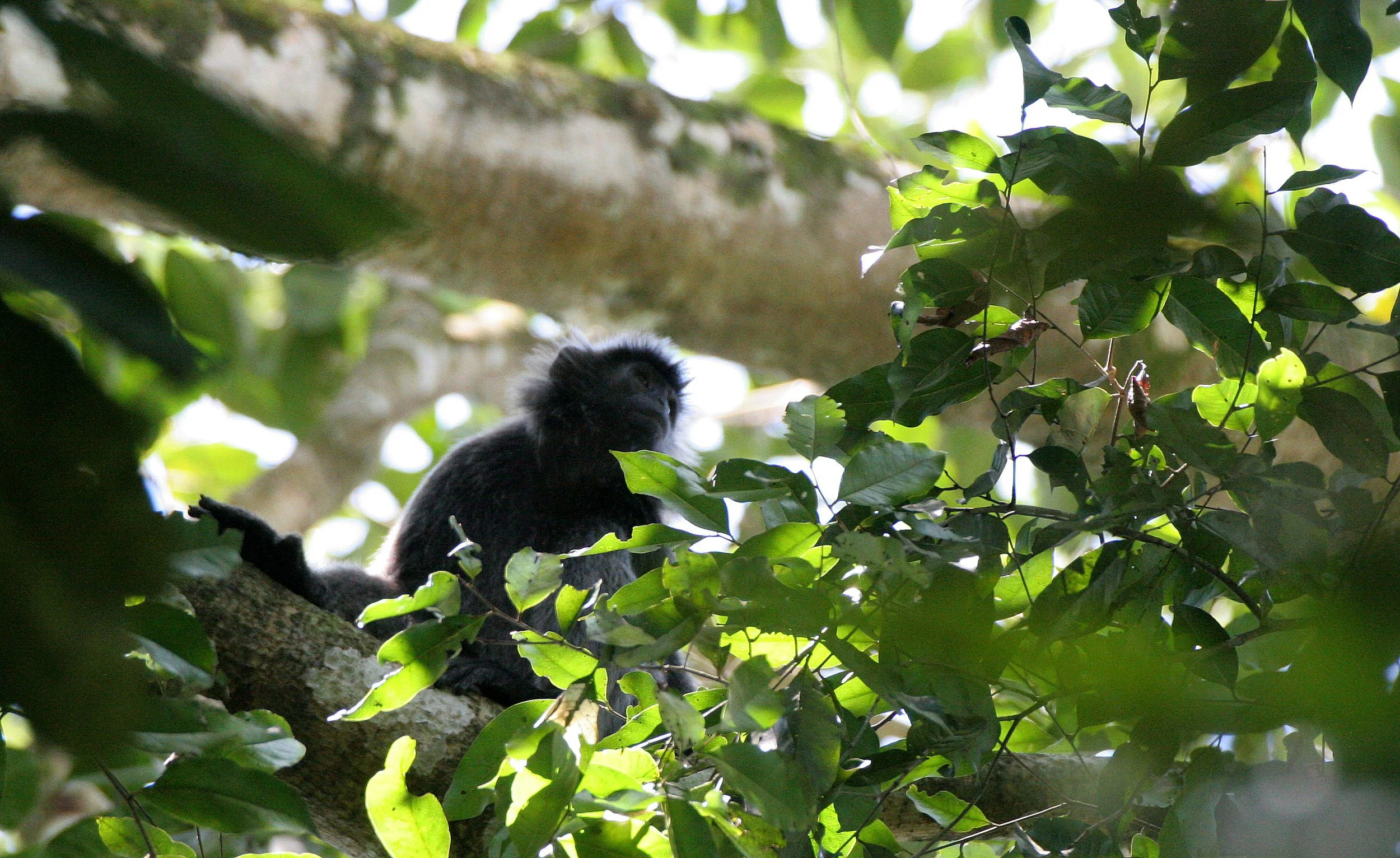 CERCOPITHECIDAE - Trachypithecus cristatus cristatus - SILVERED LANGUR - SABAH KINABATANGAN RIVER BORNEO (15).JPG