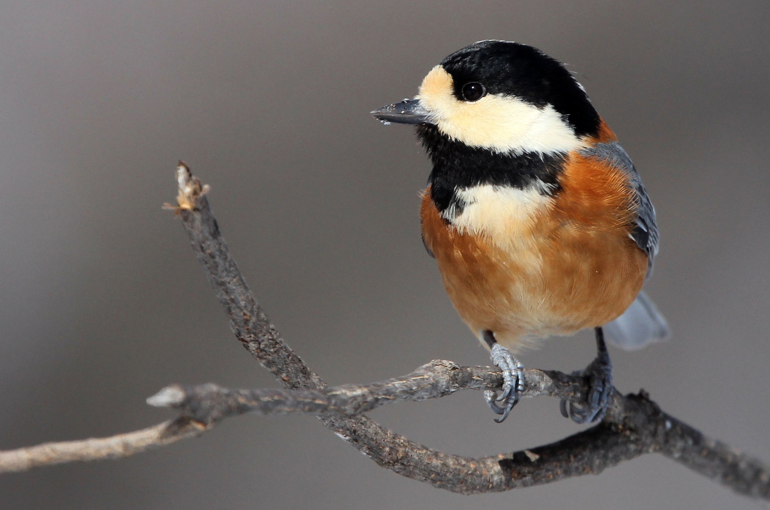 Varied Tit (Sittiparus varia) Kinohiroba Park, Abashiri Hokkaido, Japan (23).JPG