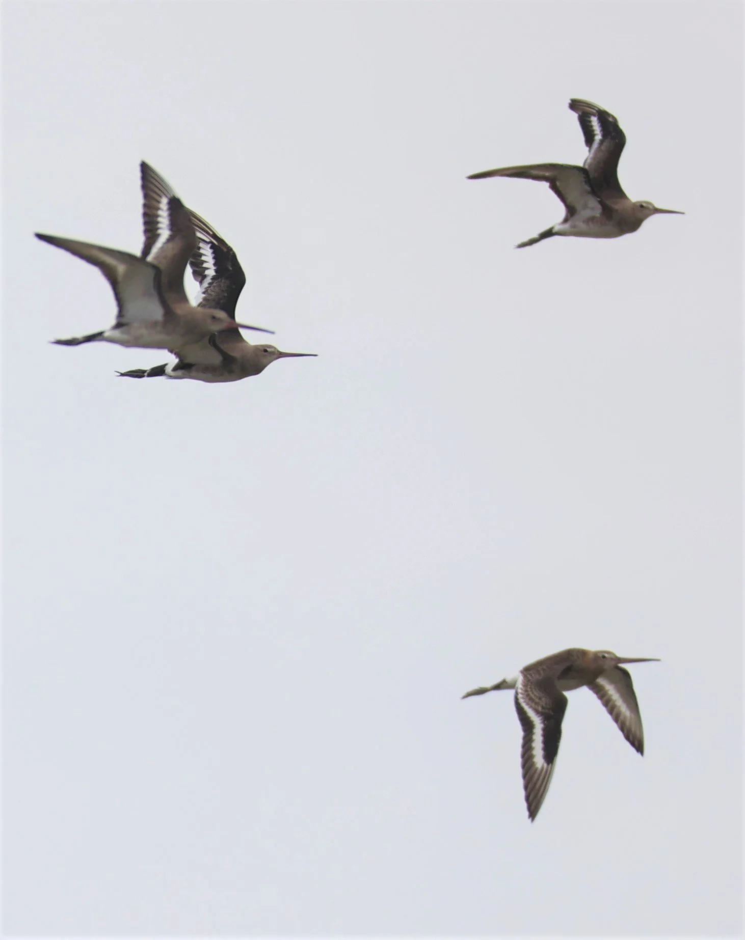 GODWIT - BLACK-TAILED GODWIT - Limosa limosa - BANG PU FOREST RESERVE SEPT 12 2021 (9).jpg