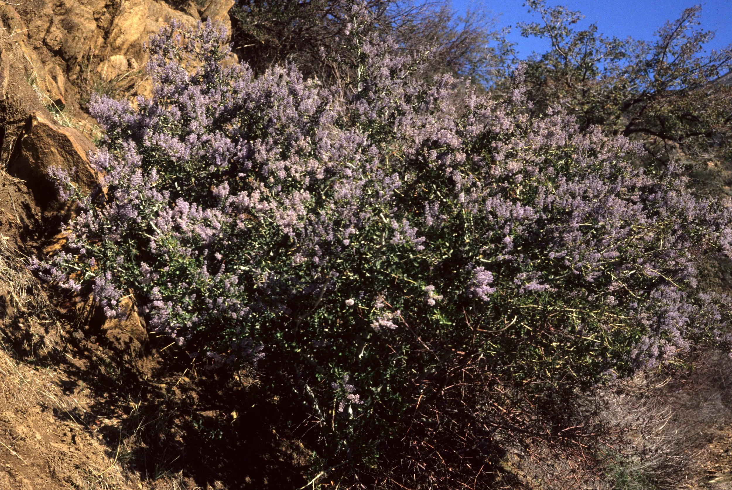 CALIFORNIA - SIERRA - CEONOTHUS PROSTRATUS - SQUAW CARPET - CHAPARRAL A.jpg