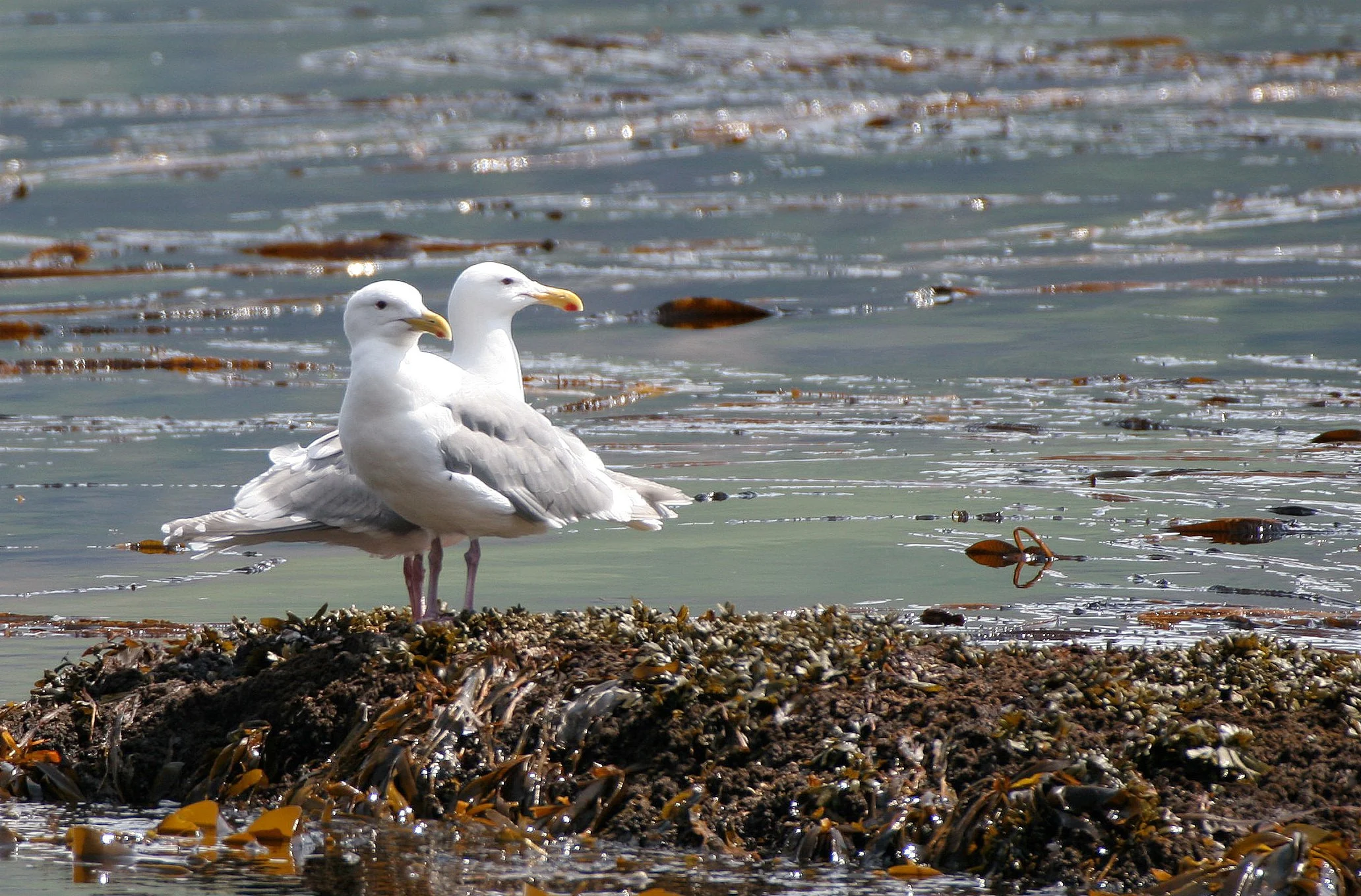 BIRD - GULL - GLAUCOUS - COMMANDERS SUBSPECIES.jpg