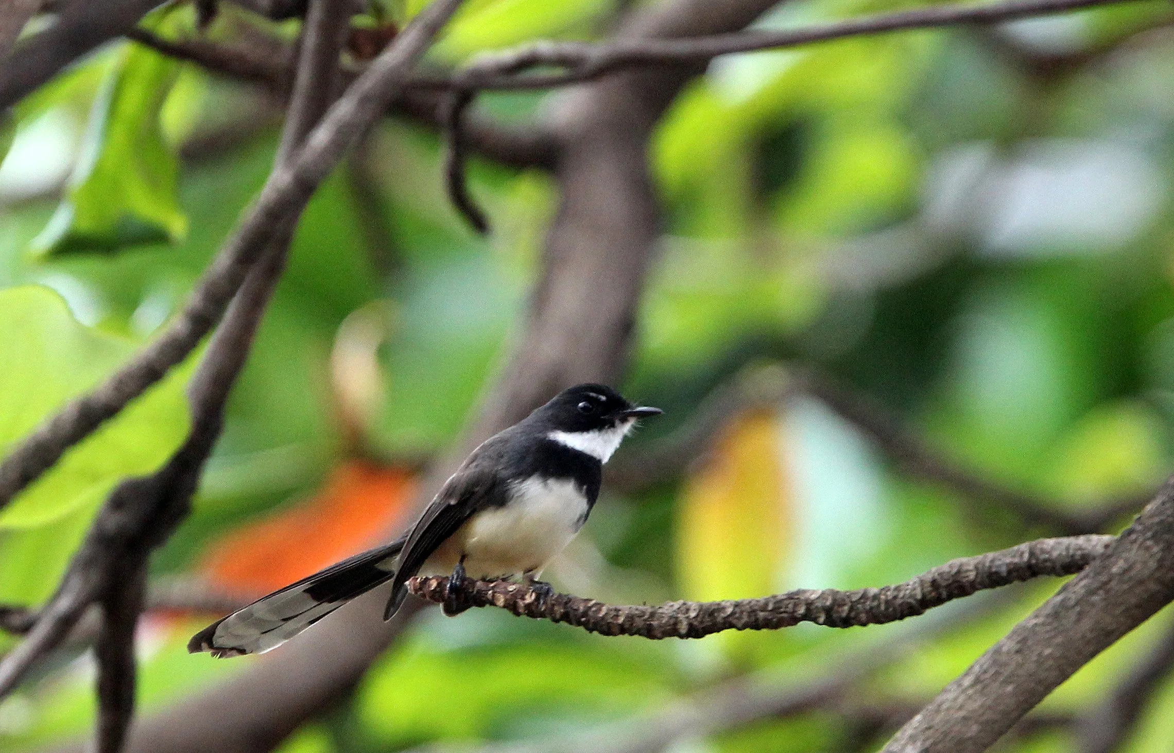 2013 Ayutthaya ISB Passion Day (5).JPG