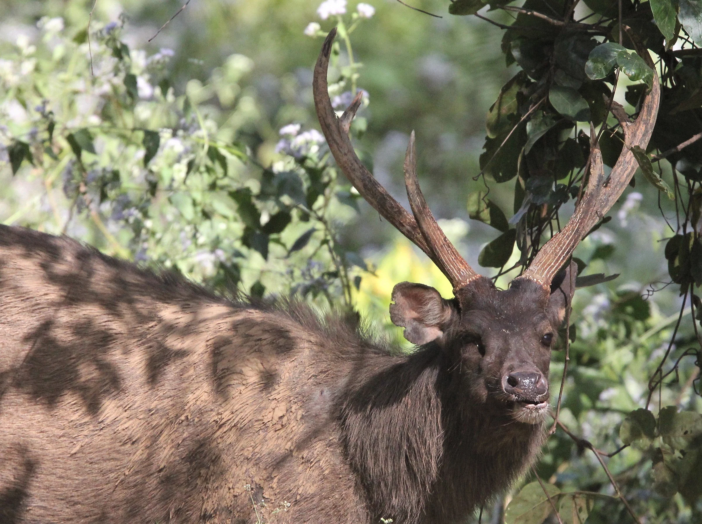 CERVID - SAMBAR - KHAO YAI NP I.jpg