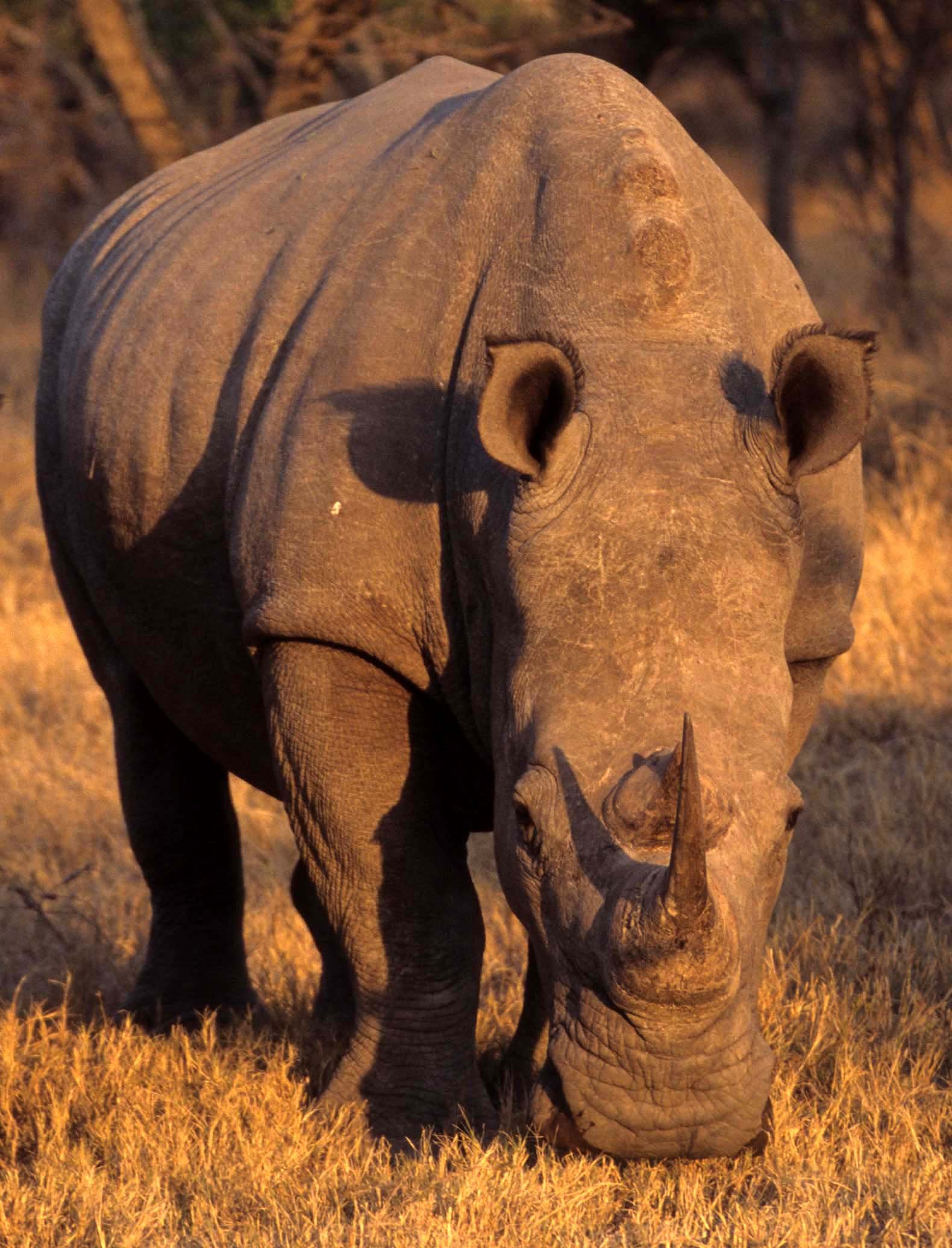 Ceratotherium simum simum - SOUTHERN WHITE RHINO - PRIVATE GAME FARM NEAR KRUGER scanned slides (3).jpg