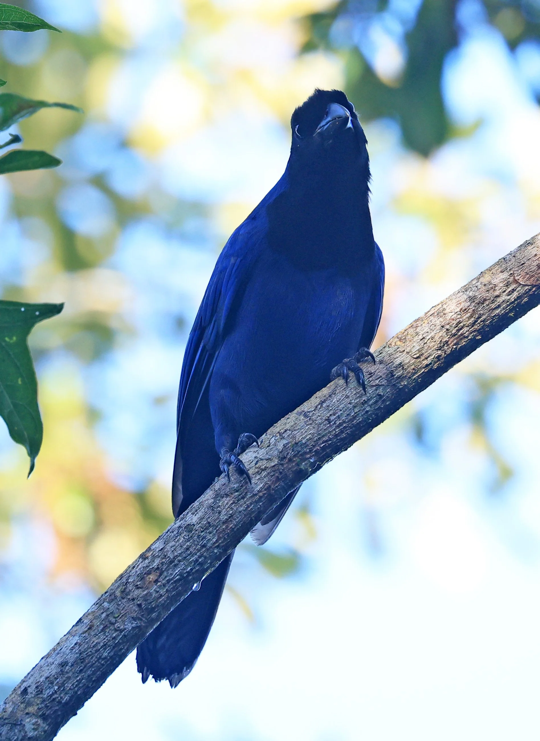 Azure Jay (Cyanocorax caeruleus) Superagui National Park, Brazil (32).jpg