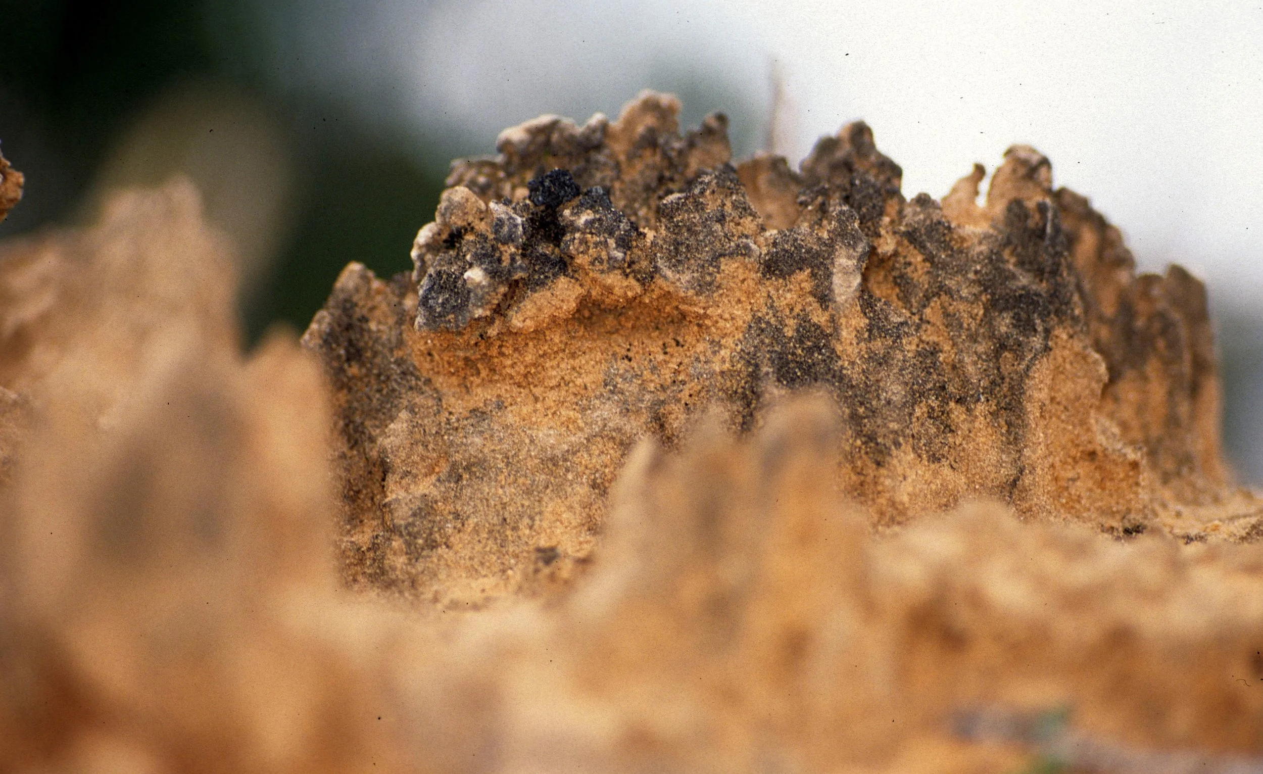 UTAH - ARCHES NP - CRYPTOBIOTIC SOIL.jpg